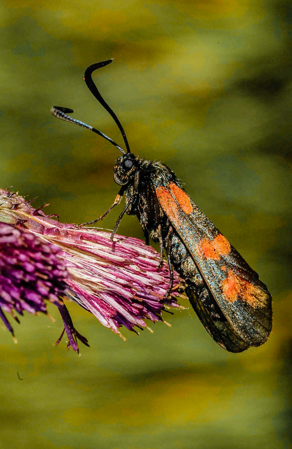 Cinnebar Moth