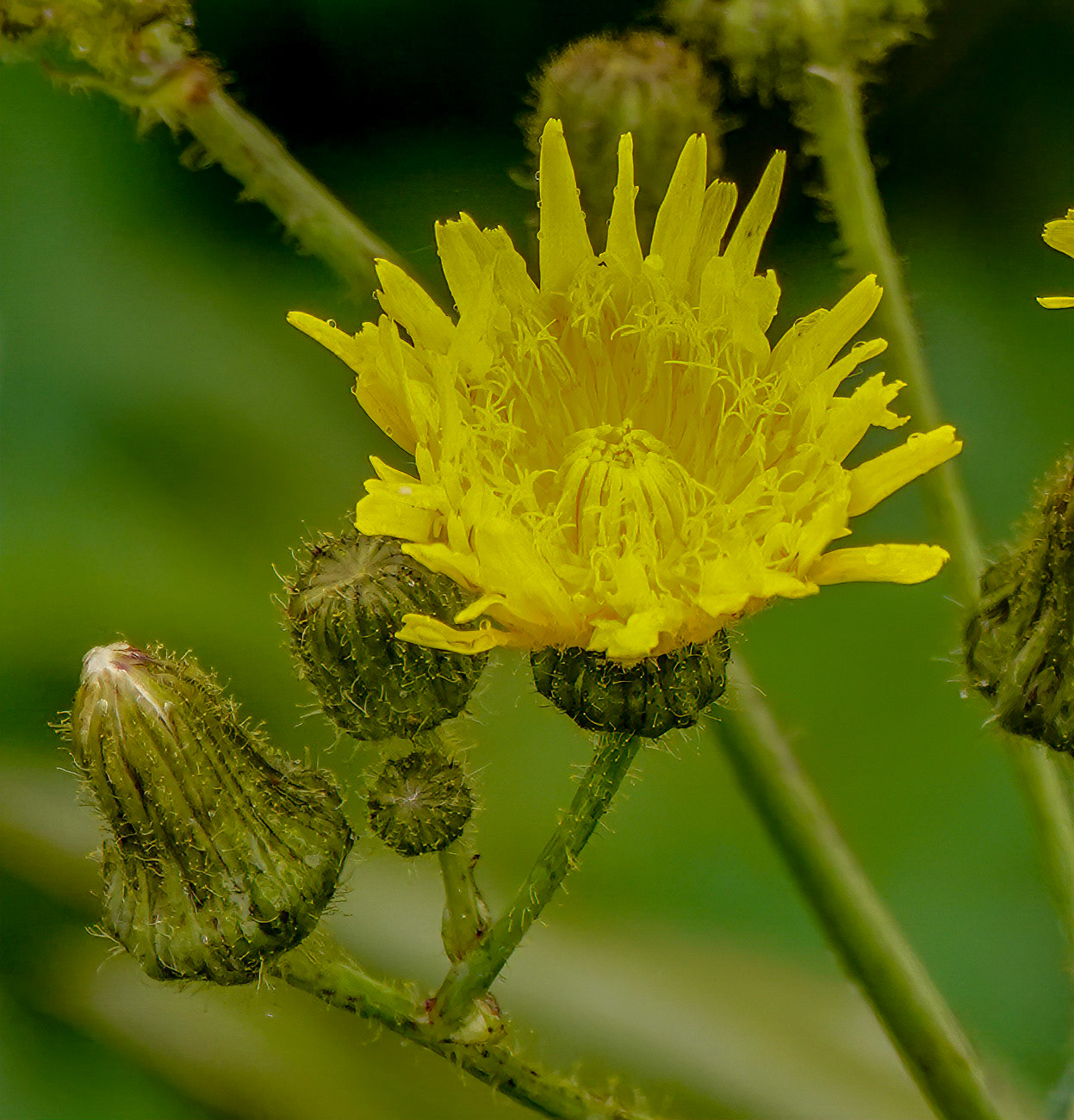 Moerasmelkdistel or Sonchus palustris
