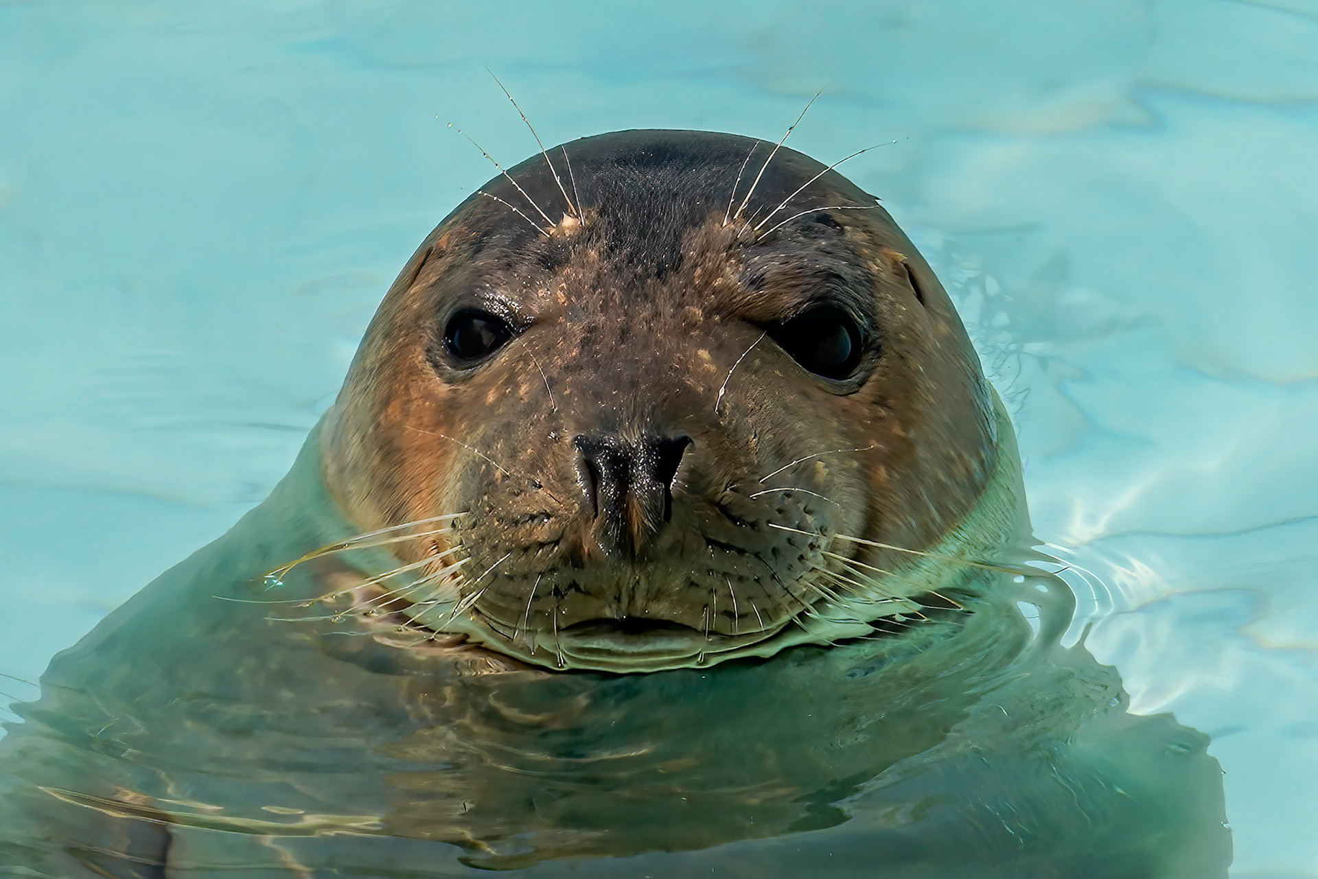 Seal