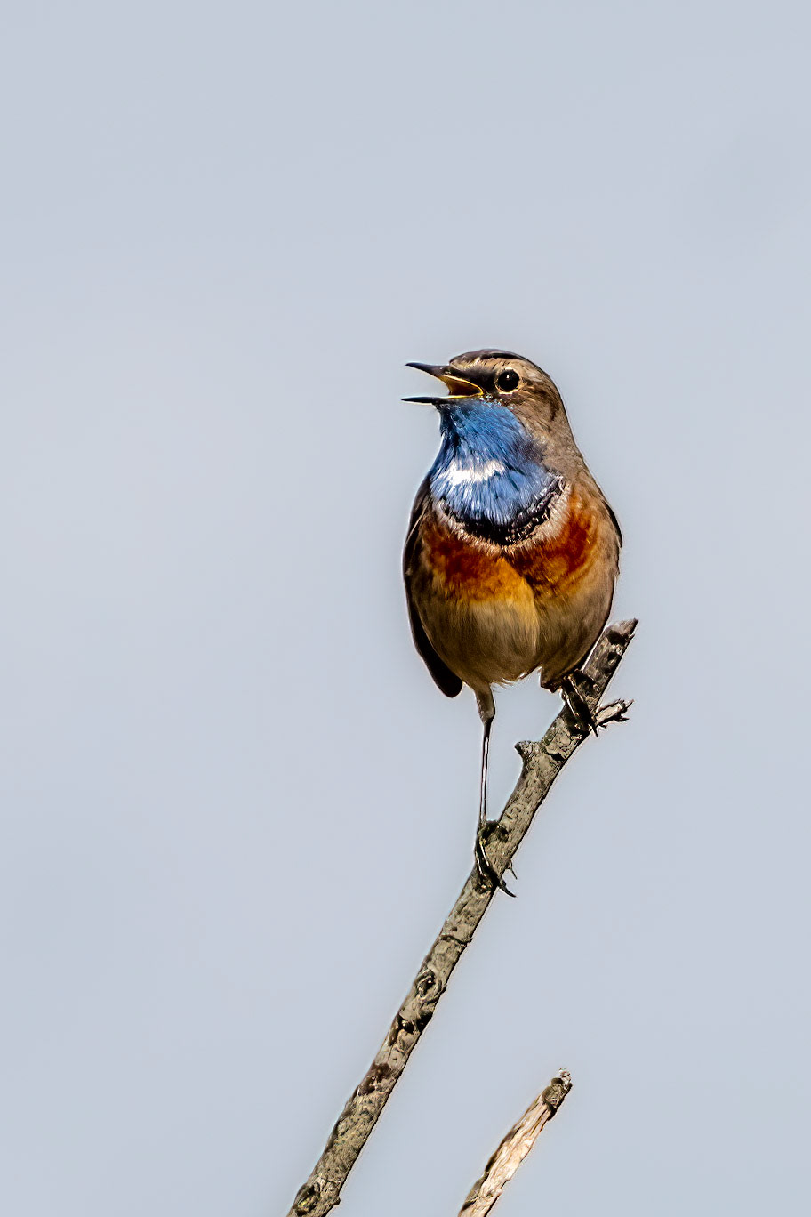 Blauwborst or Bluethroat