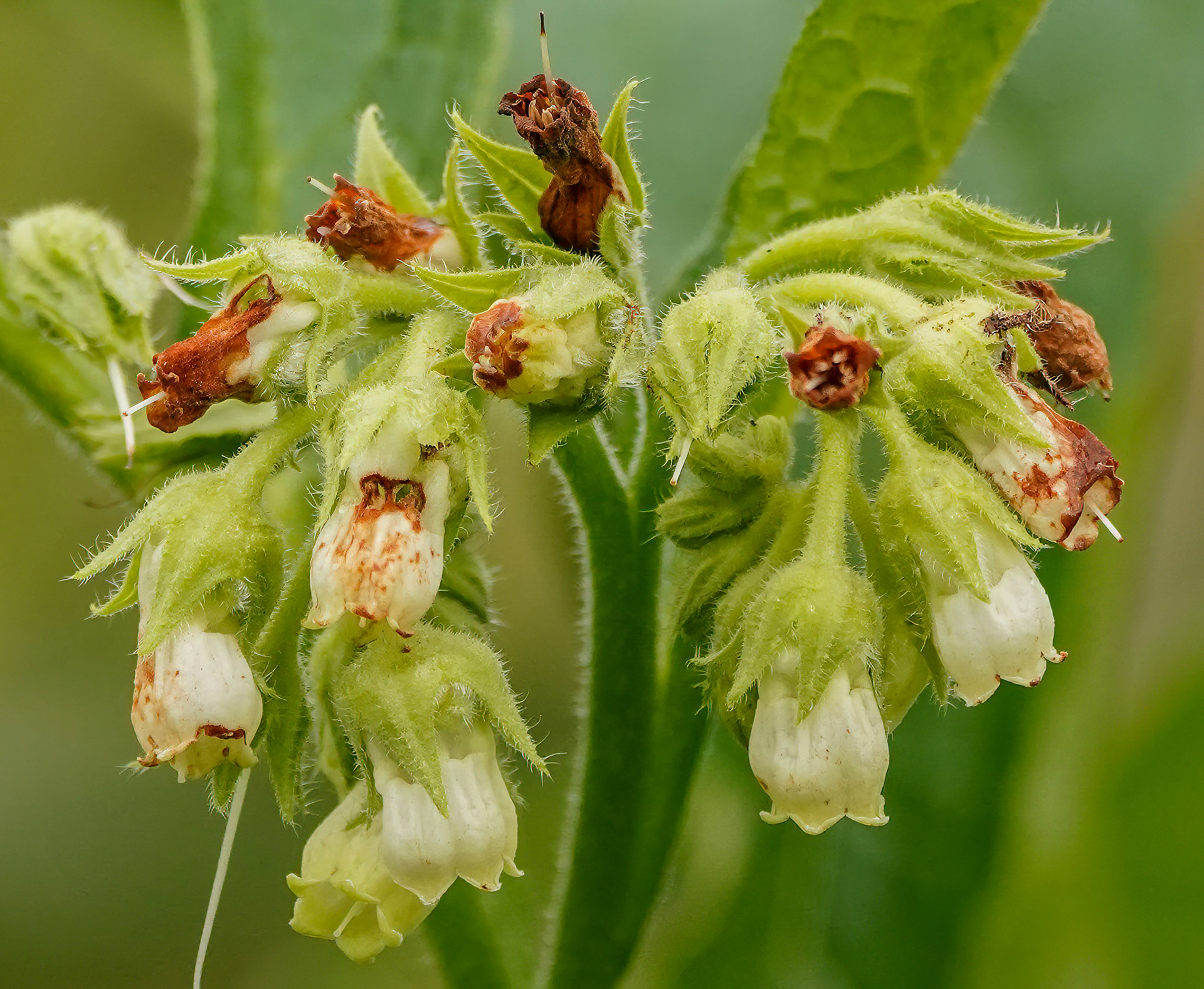 Gewone smeerwortel or Symphytum officinale
