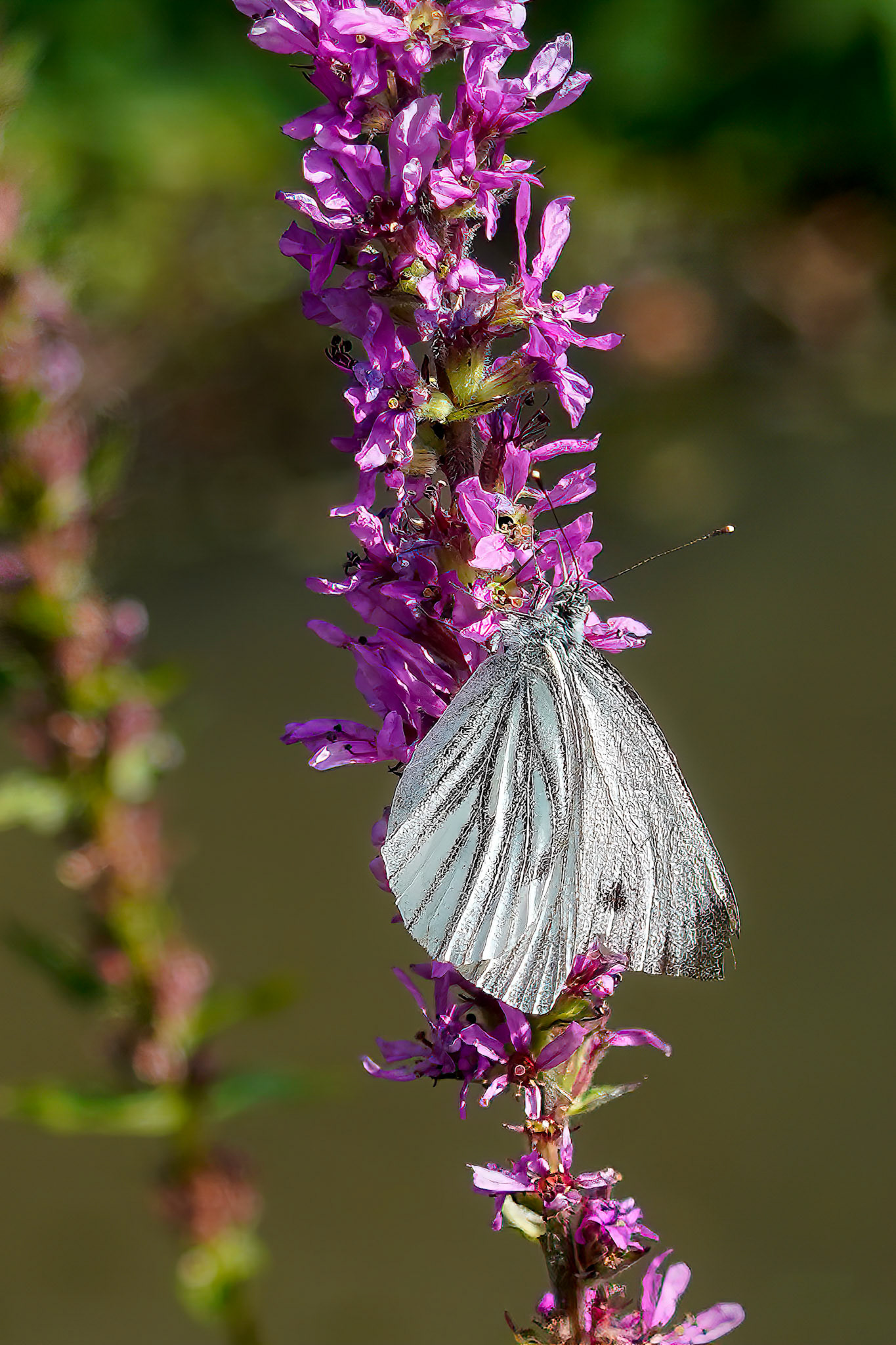 Greenveined White Stock