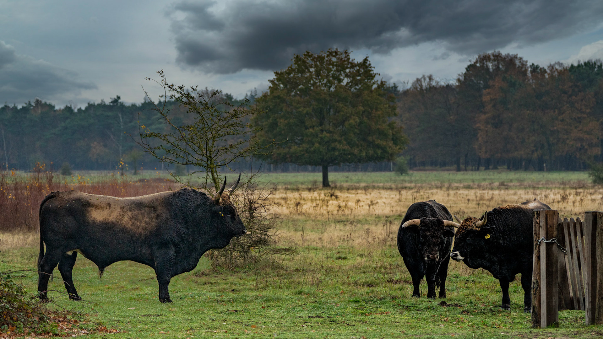 Tauros - Maashorst - The Netherlands