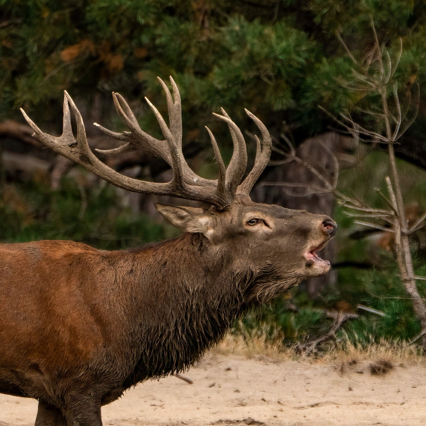 Burling Red Deer - National Park De Hoge  Veluwe - The Netherlands