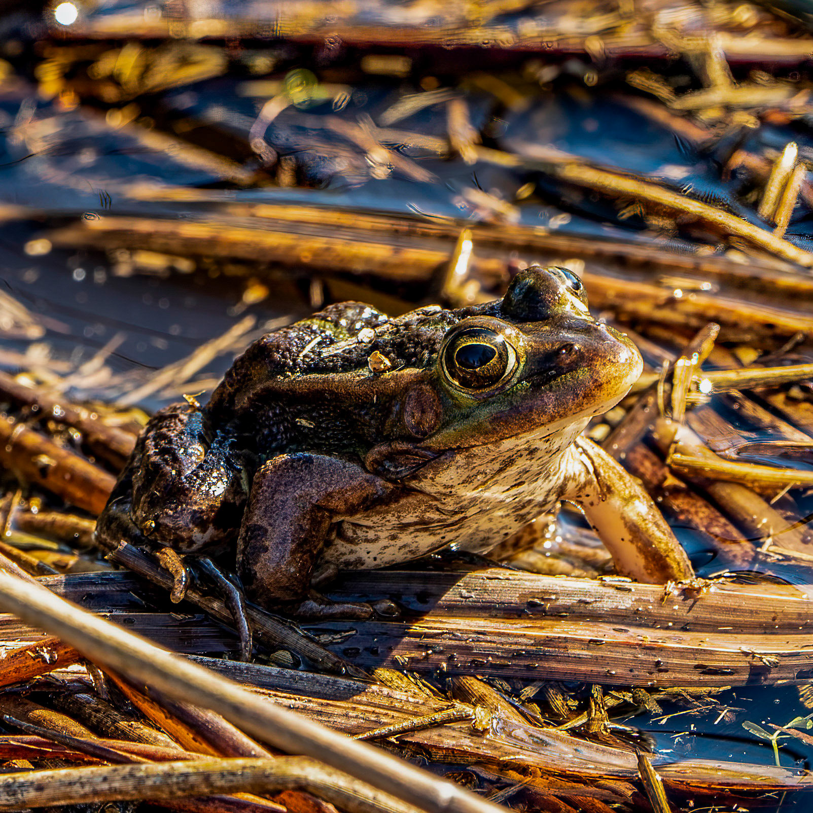 Brown frog - The Netherlands