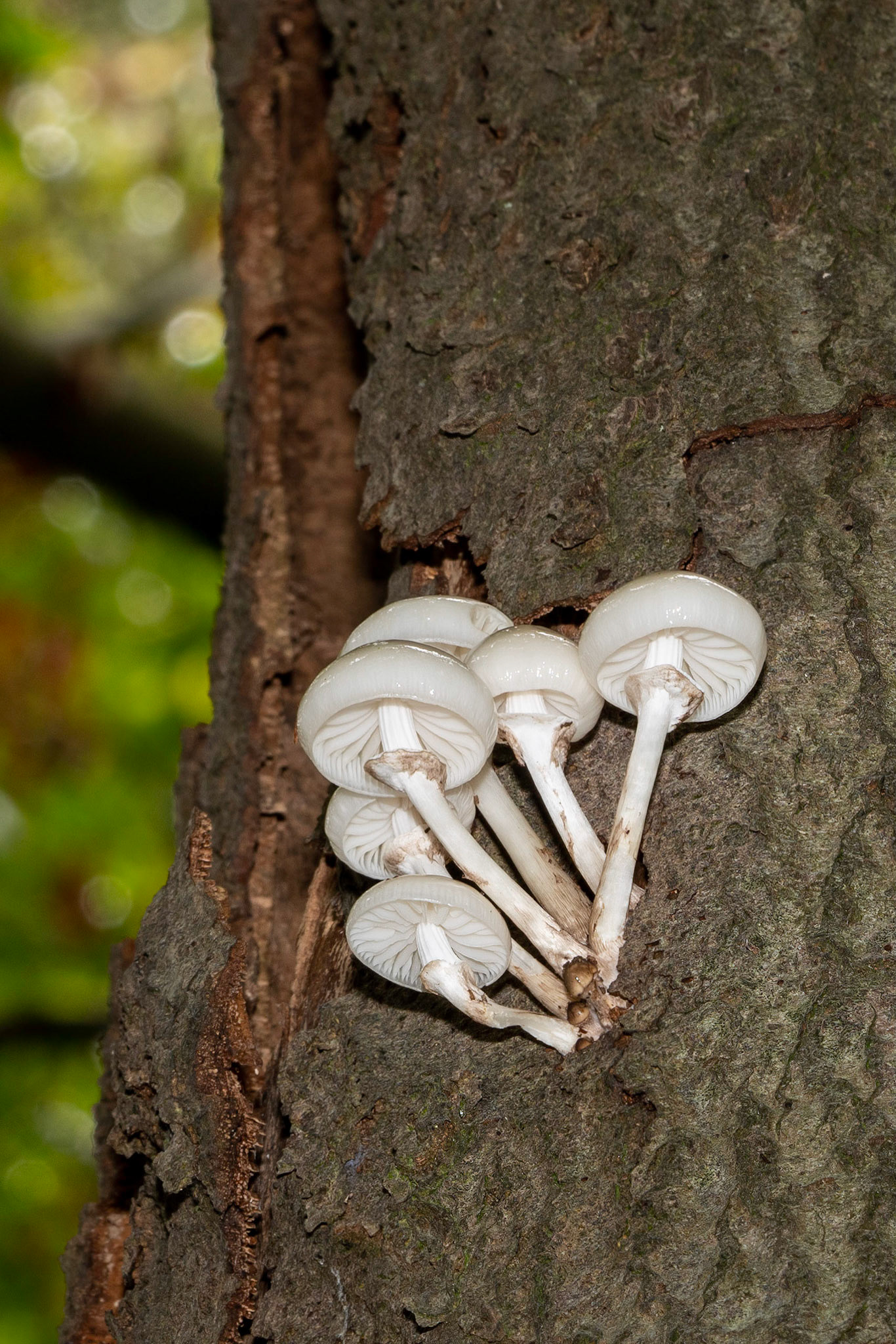 Porseleinzwam or Porcelain Muschroom