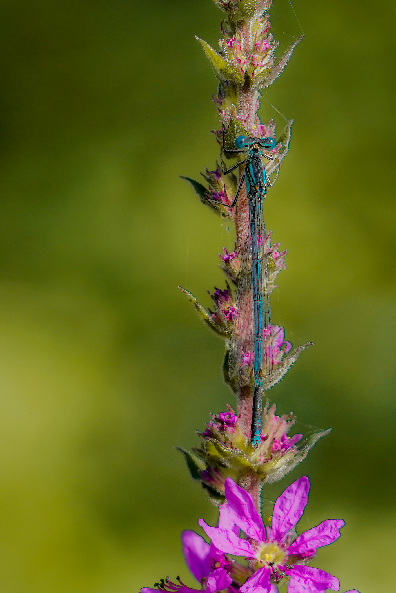 Dragonfly