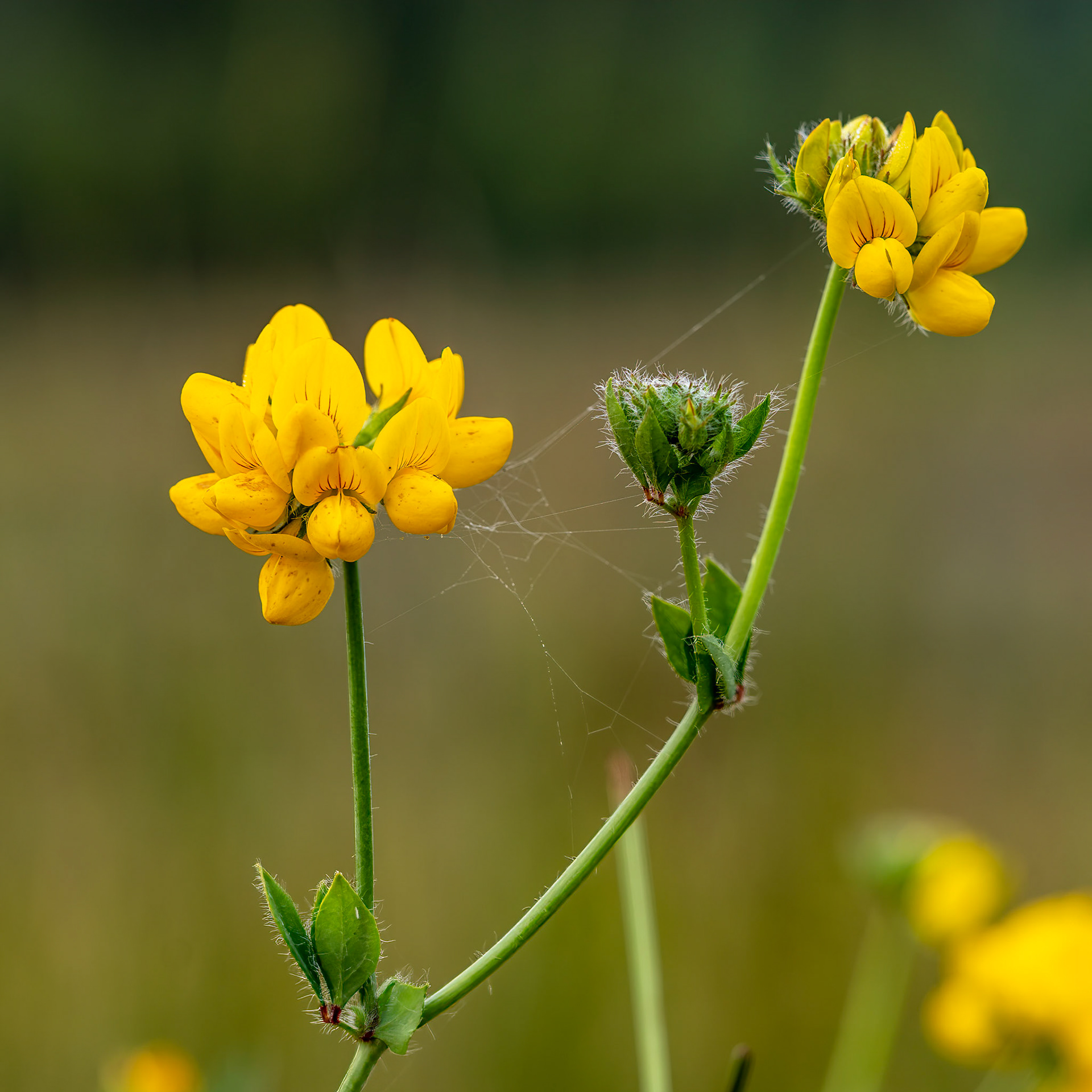 Moerasrolklaver or Lotus pedunculatus