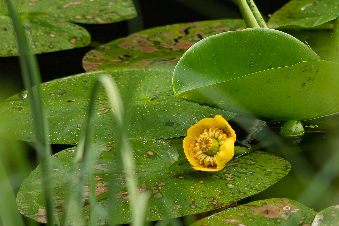 Yellow Water Lily