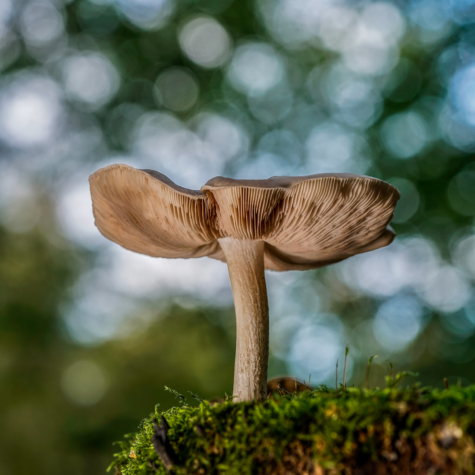 Mushroom Yellow-white Russula