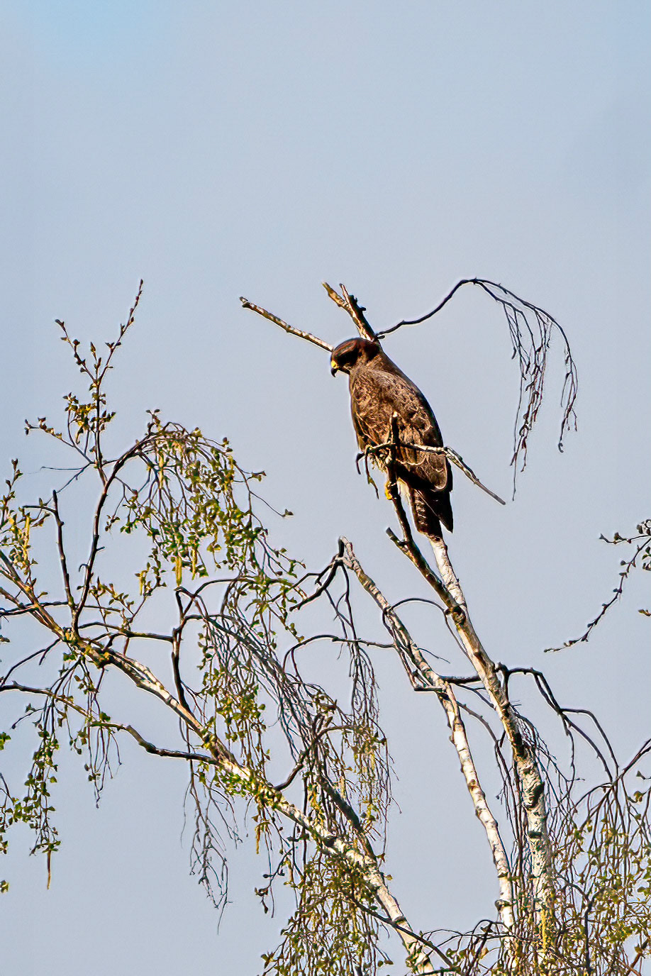 Rode Wouw or Red Kite