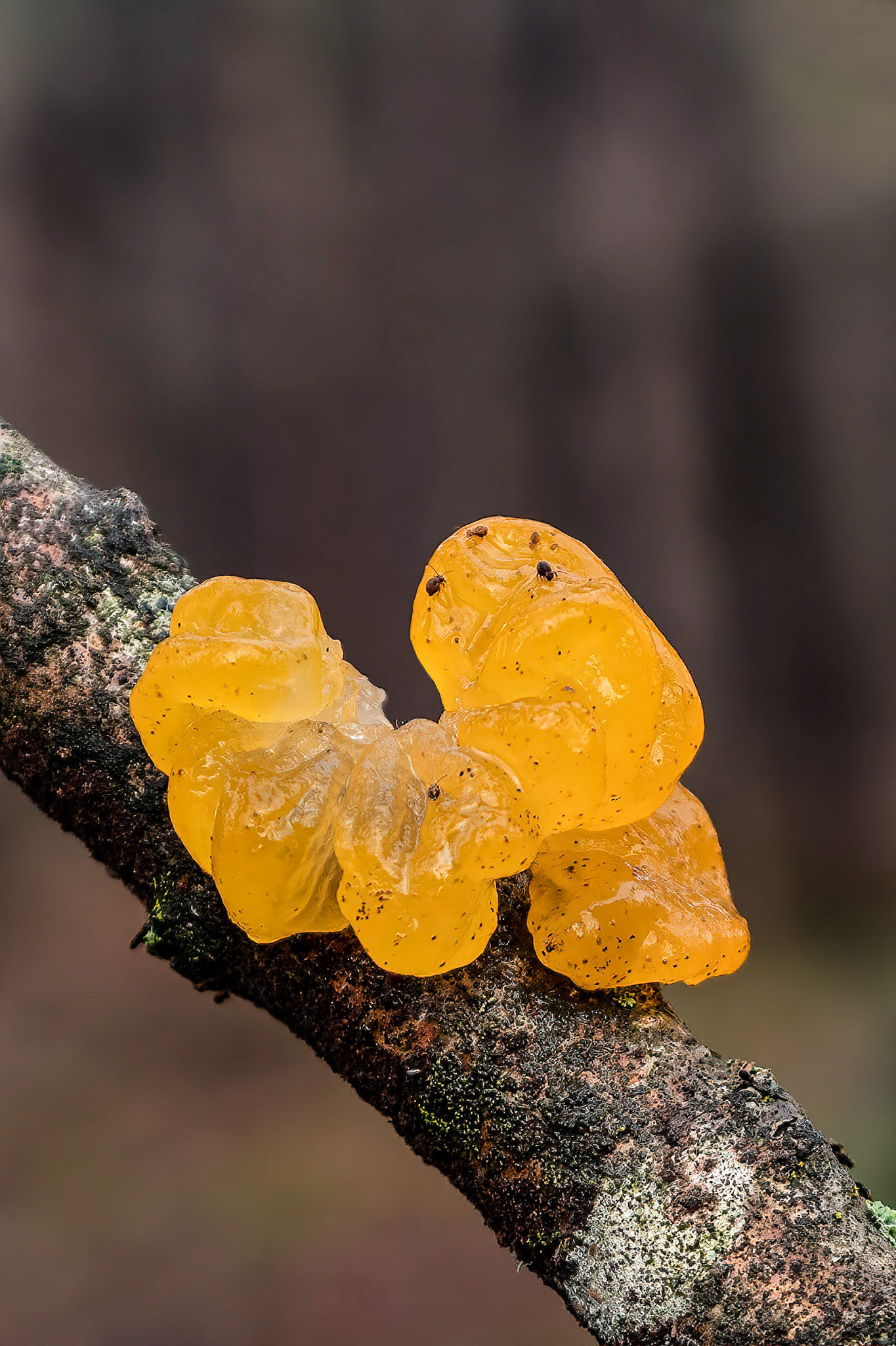 Gele Trilzwam or Yellow Brain Fungus