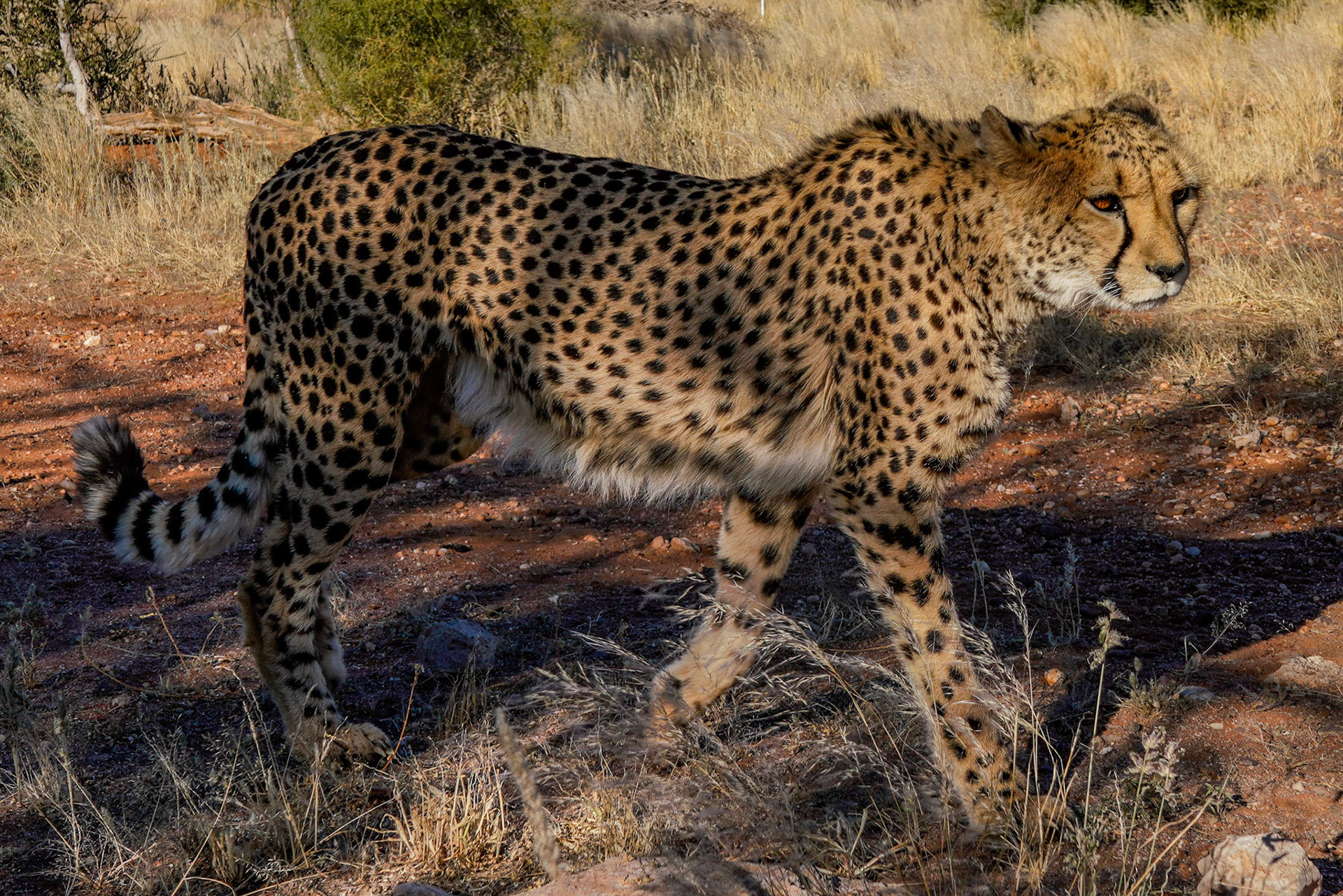 Cheetah - Namibië