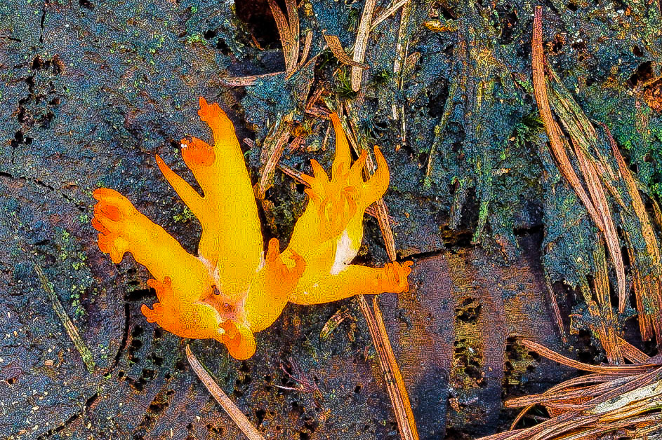 Gele Hertshoornzwam or Yellow stagshorn fungus