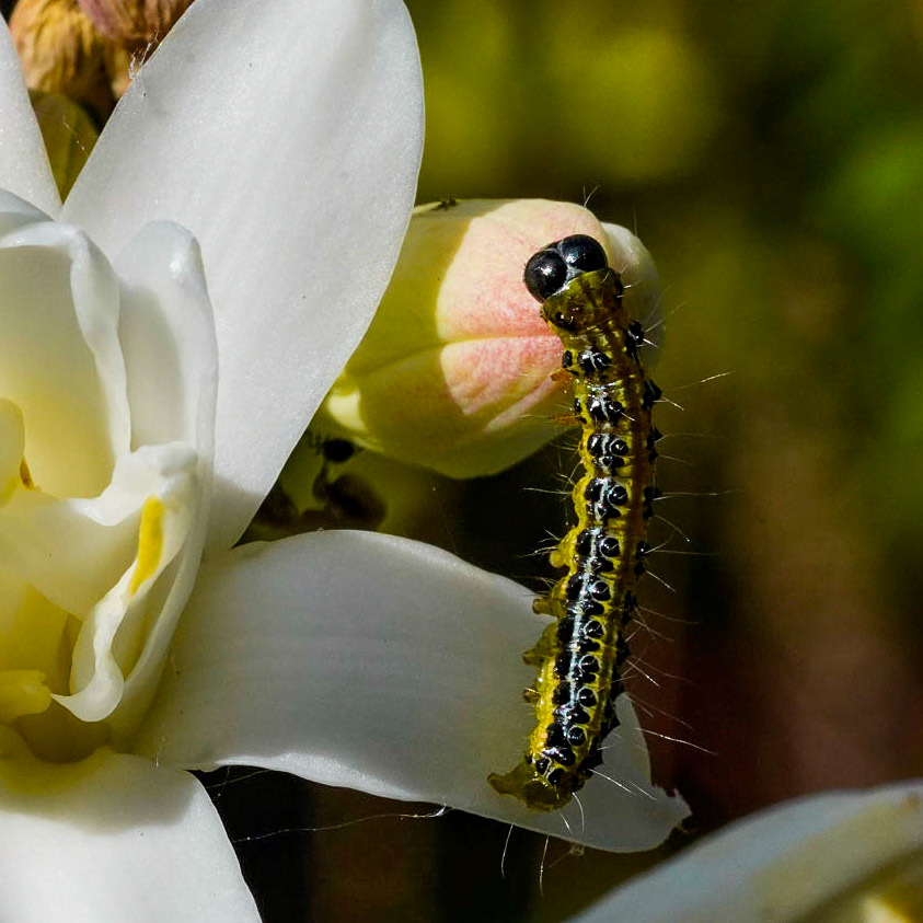 Caterpillar