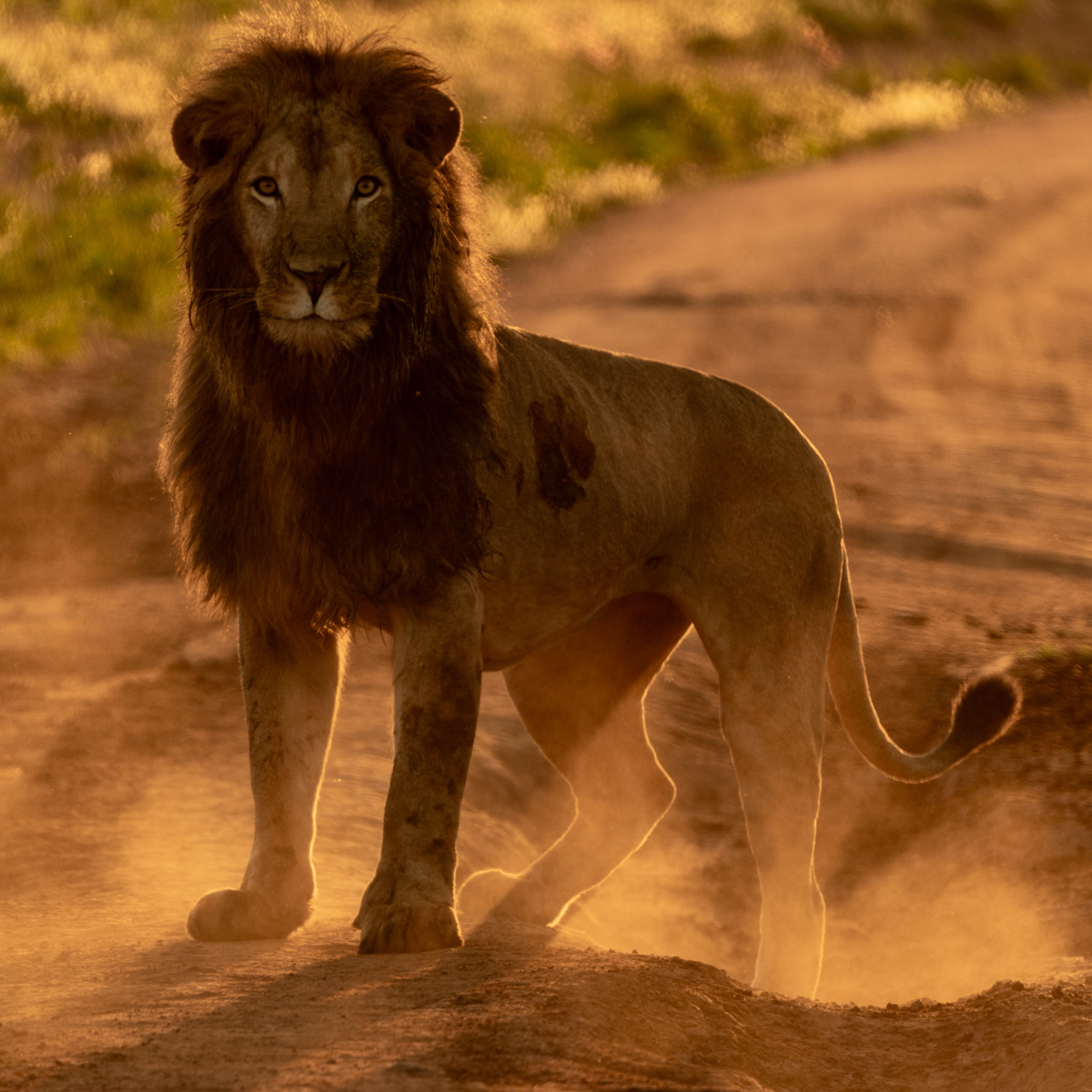 Lion - Uganda