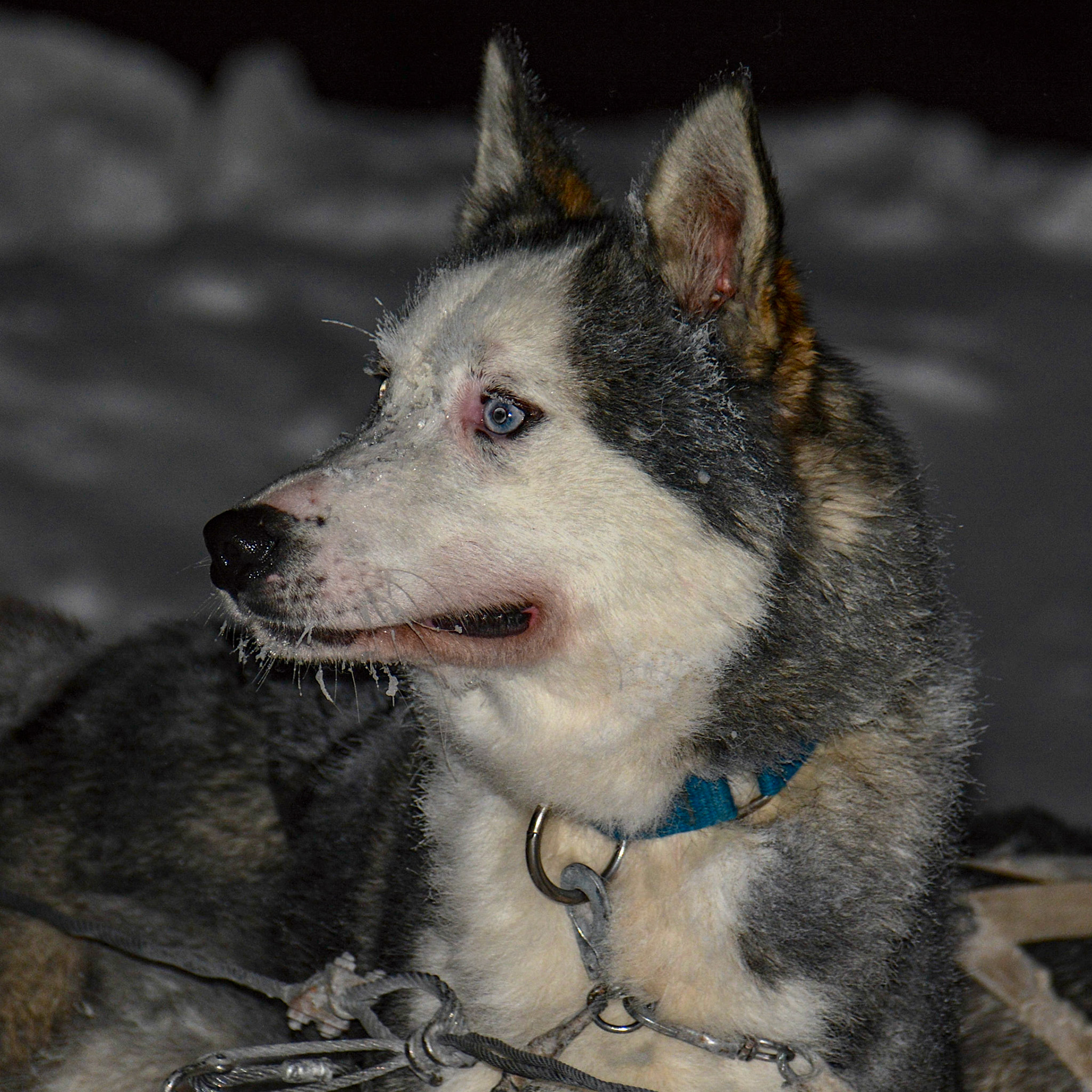 Husky - Finland