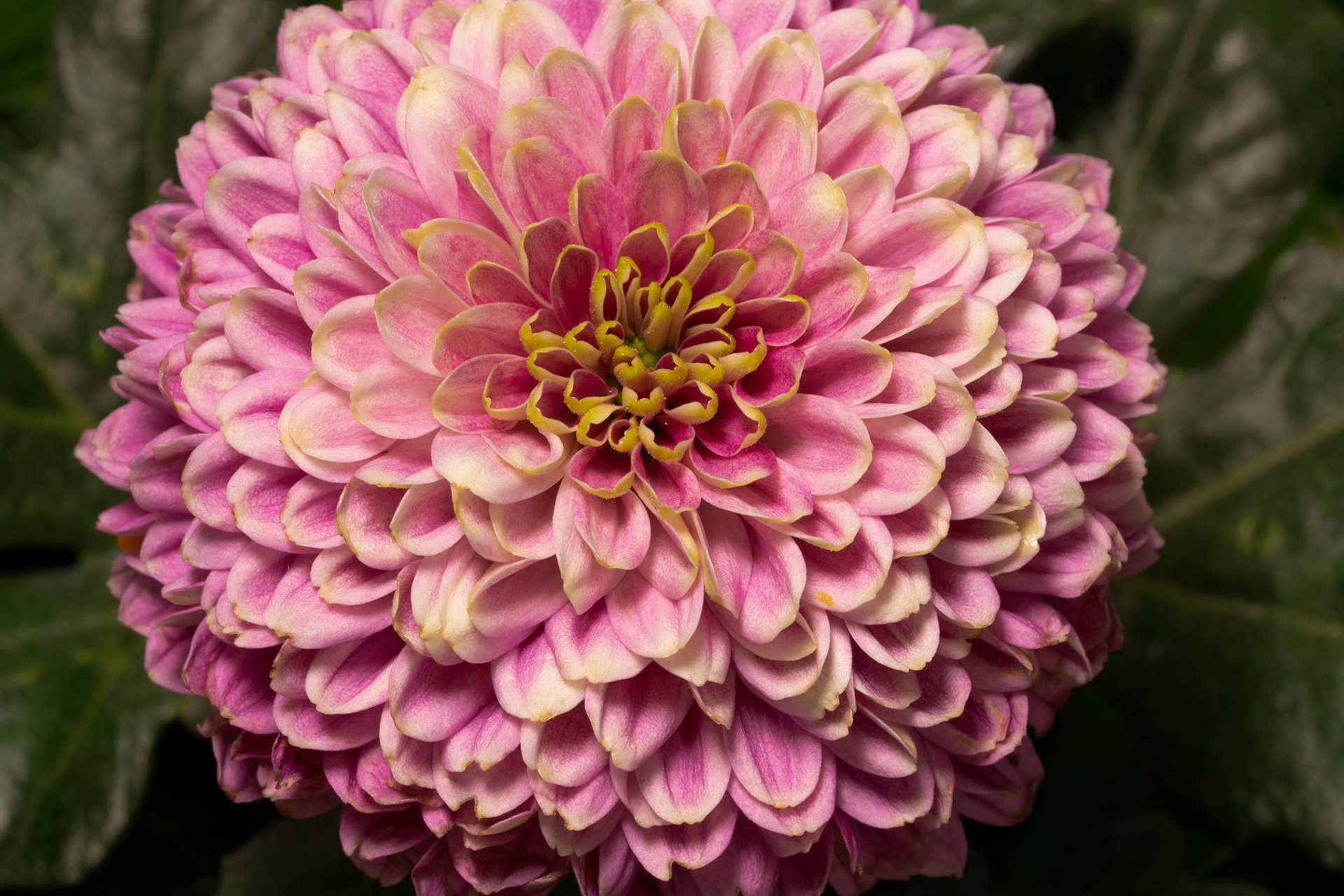Dahlia