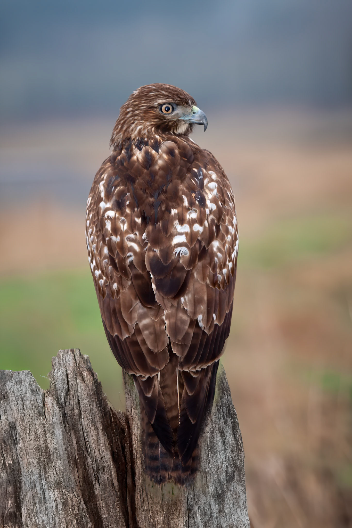 Redtail Hawk, Juvenile