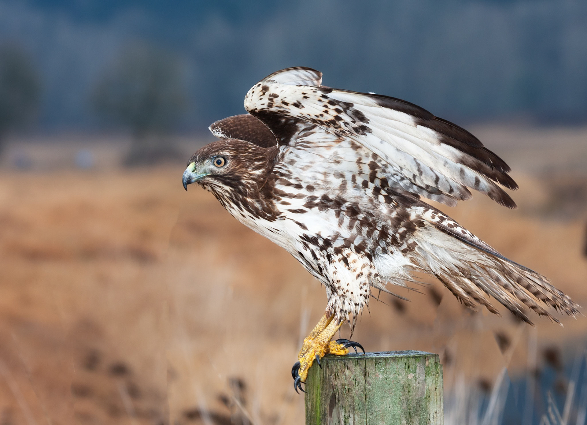 Redtail Hawk, Juvenile