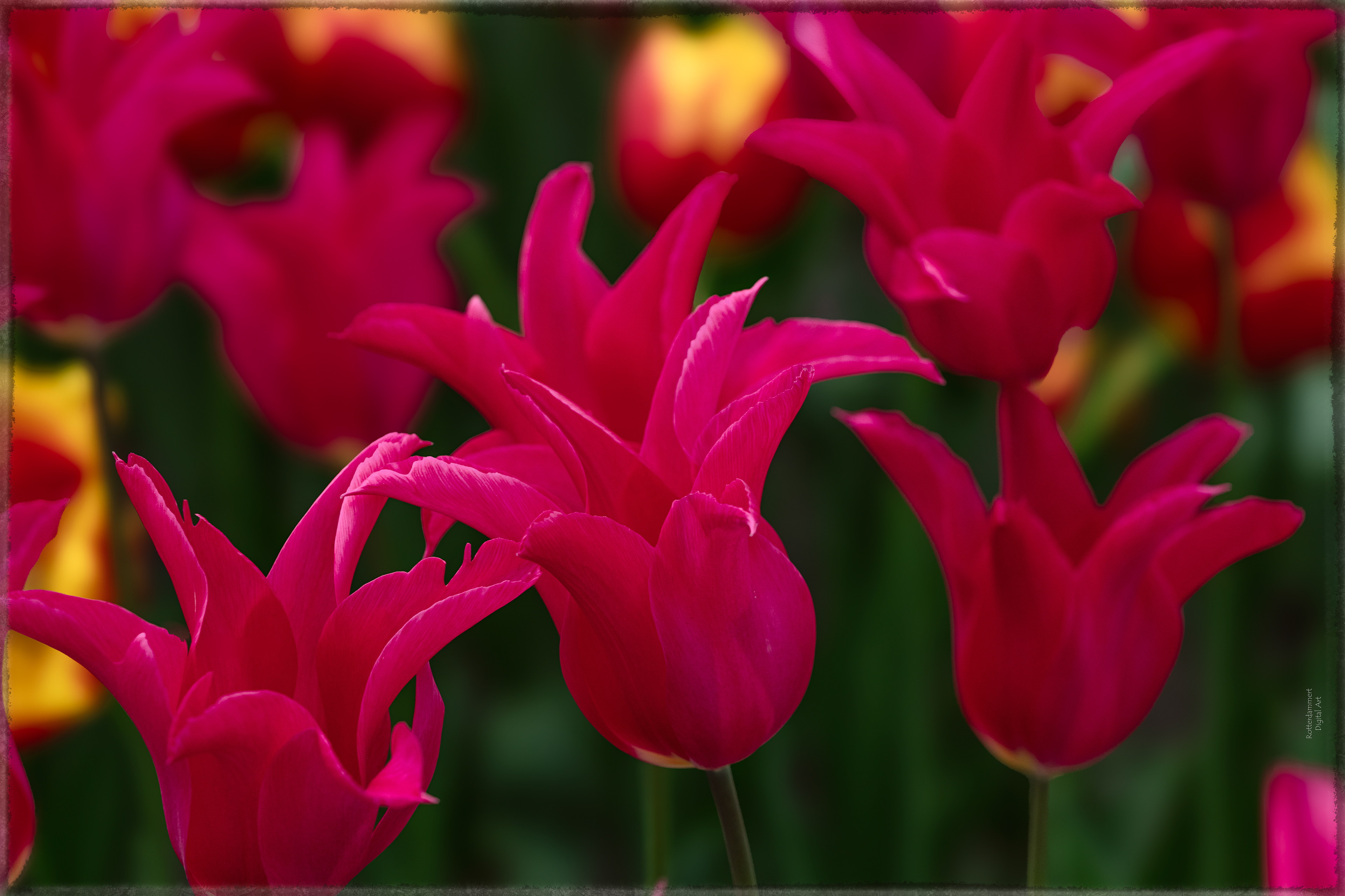 Keukenhof (NL) - 2025