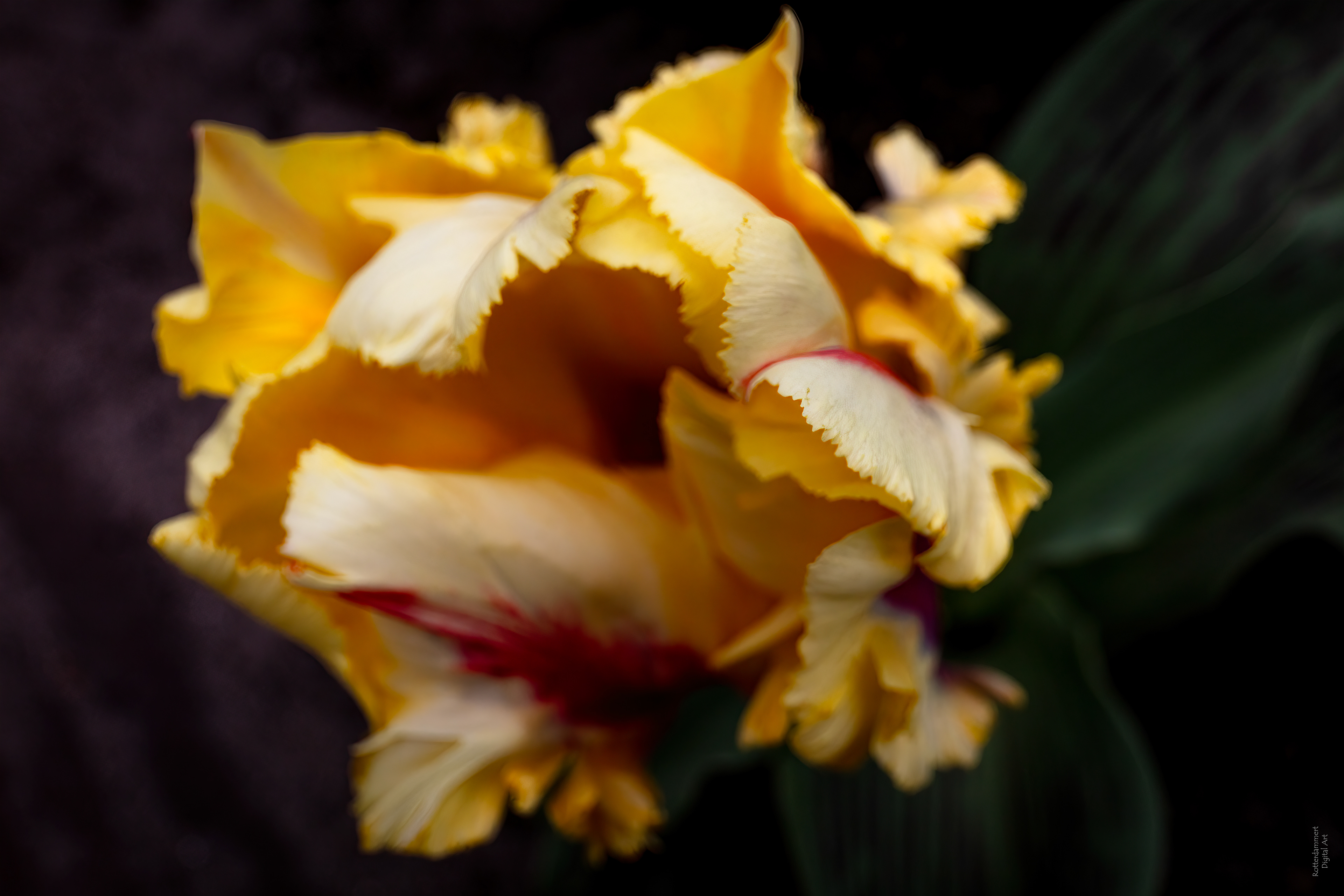 Keukenhof (NL) - 2025
