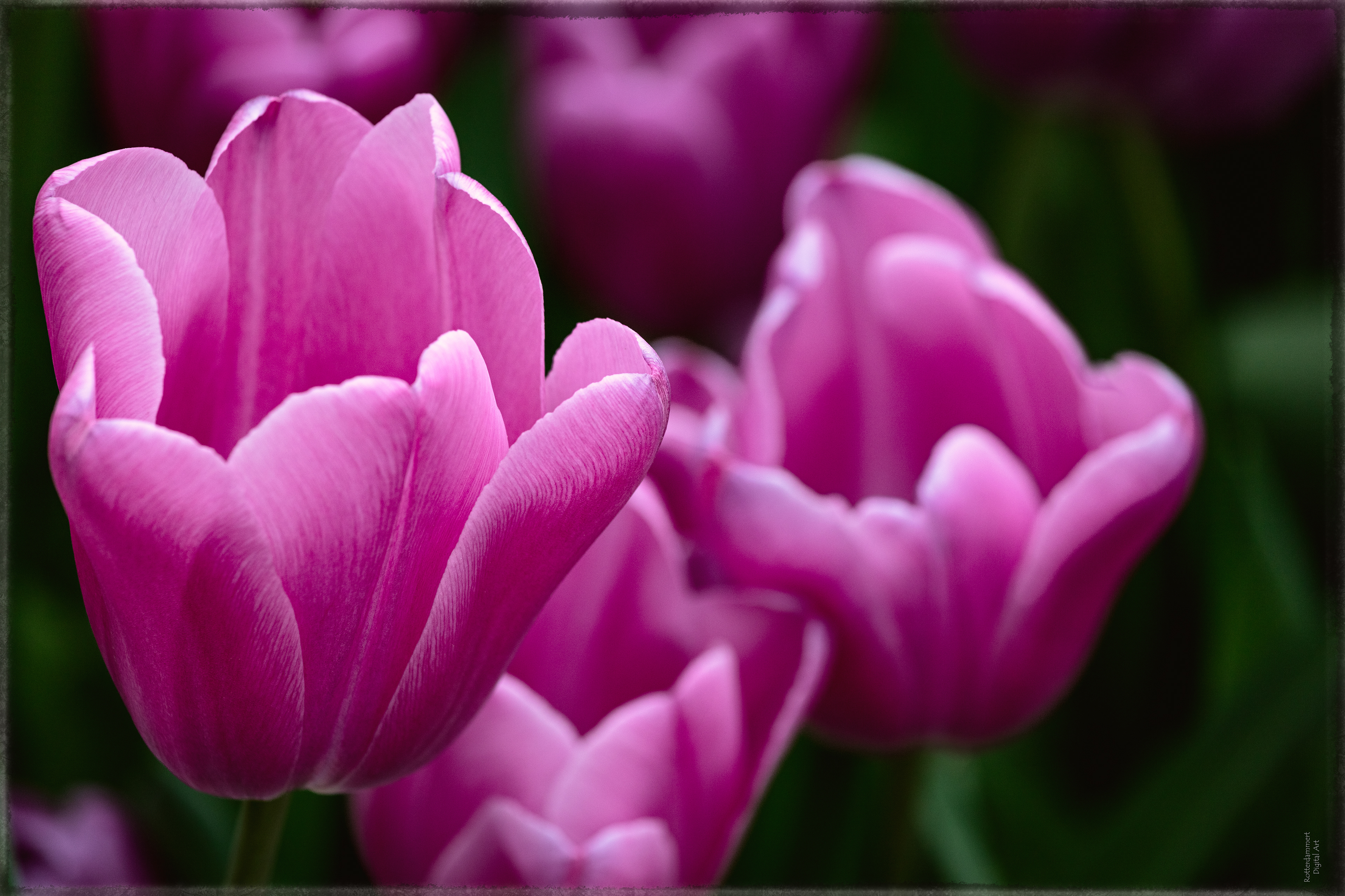 Keukenhof (NL) - 2025