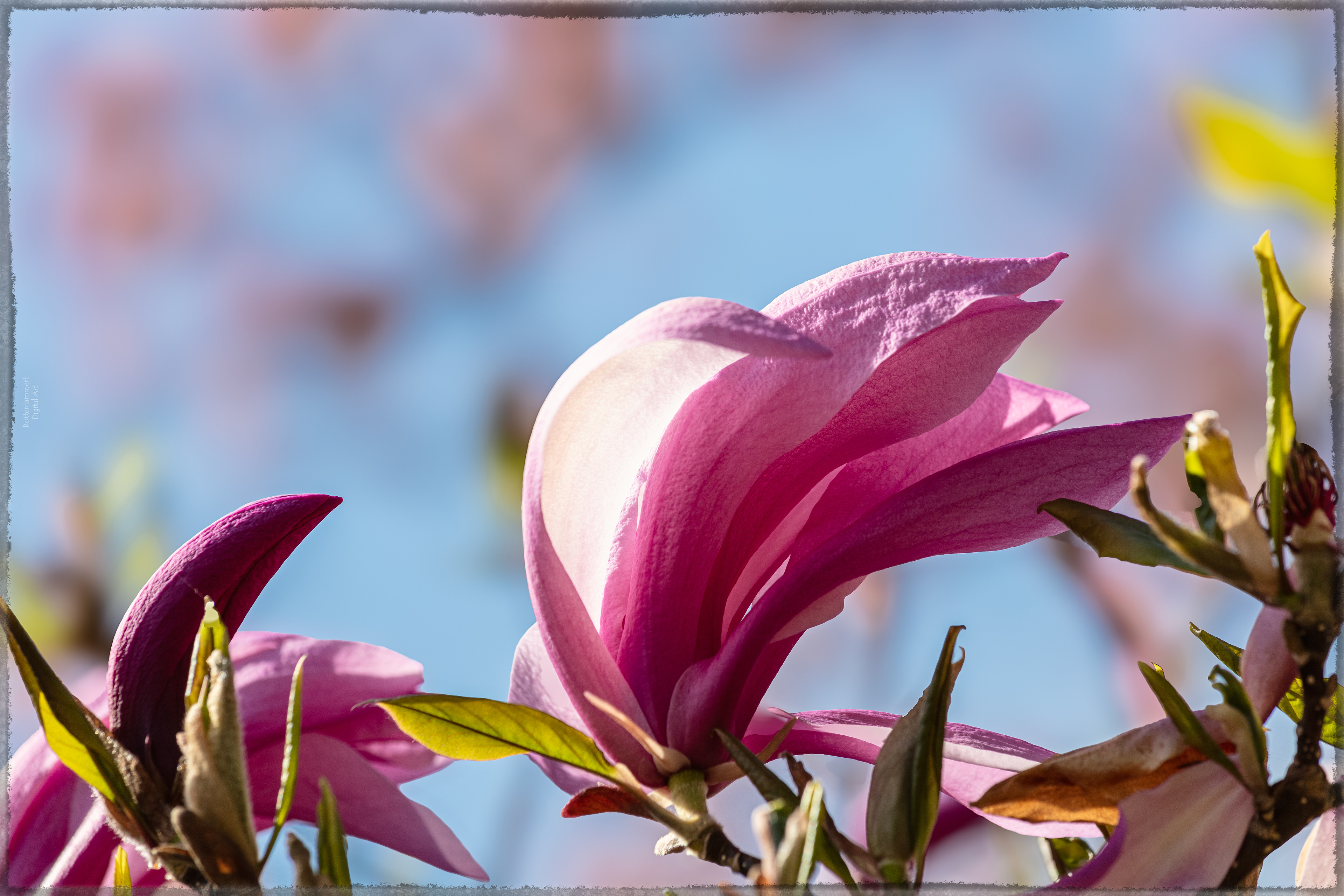Keukenhof (NL) - 2025