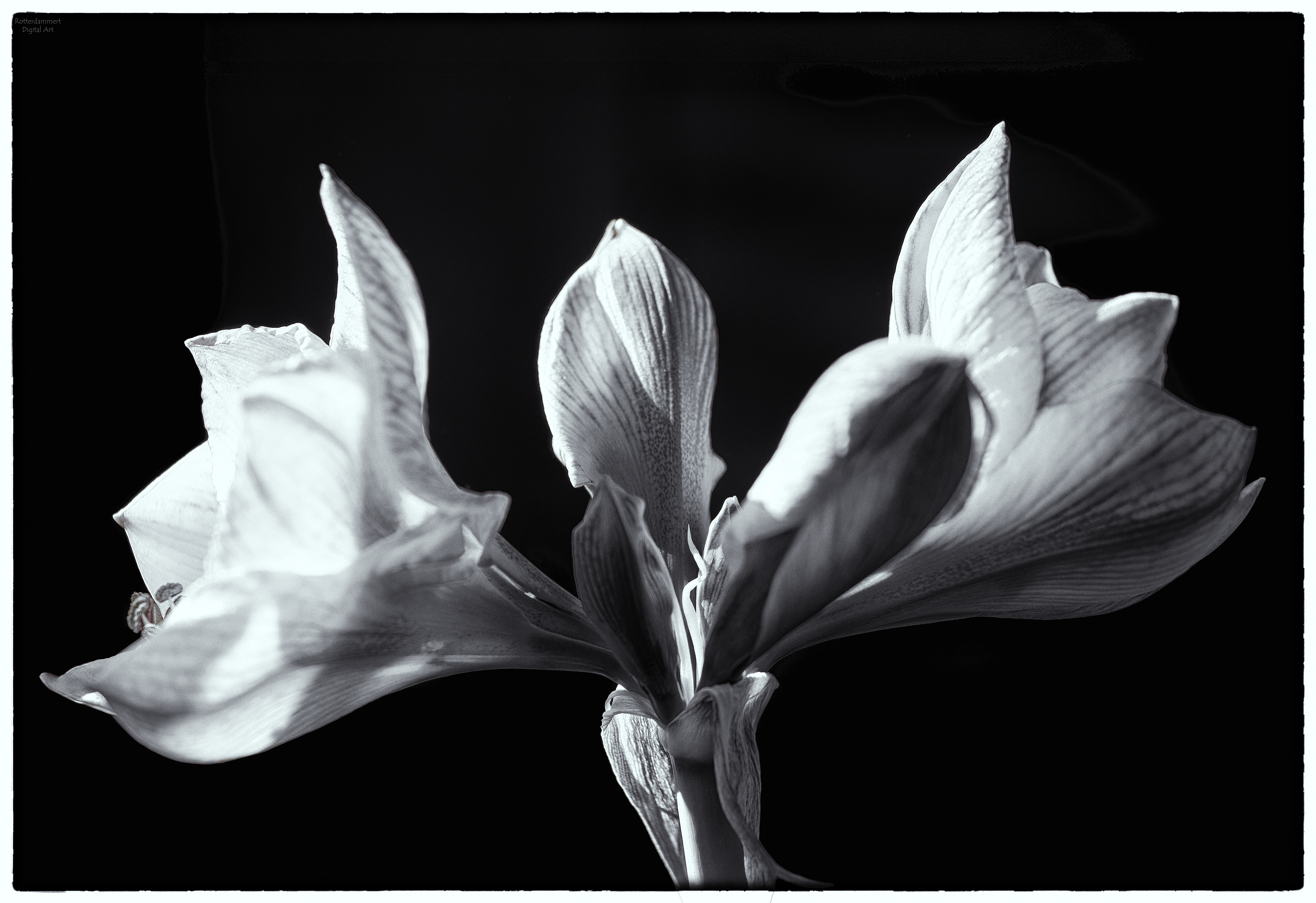 An amaryllis for you ....