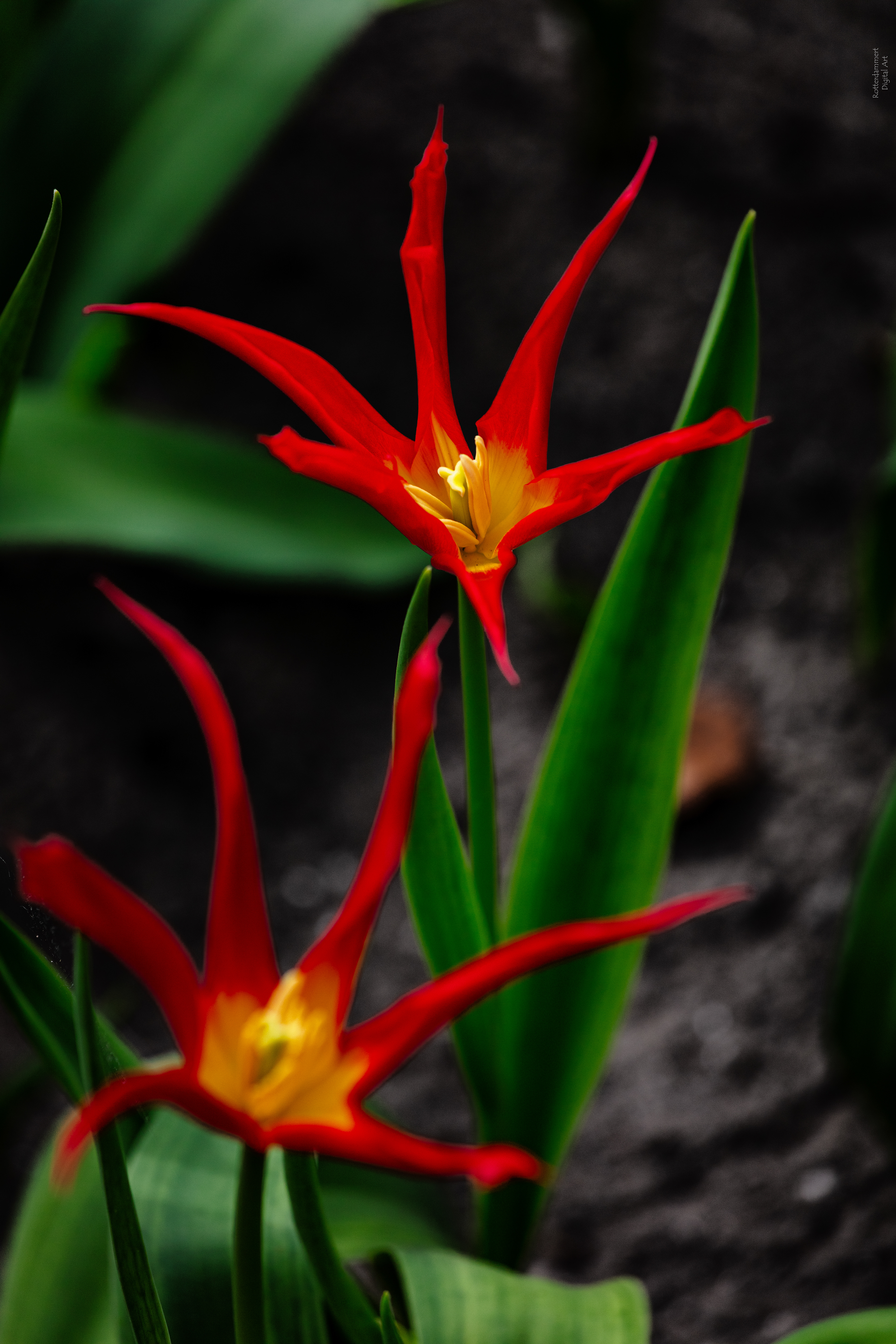 Keukenhof (NL) - 2025