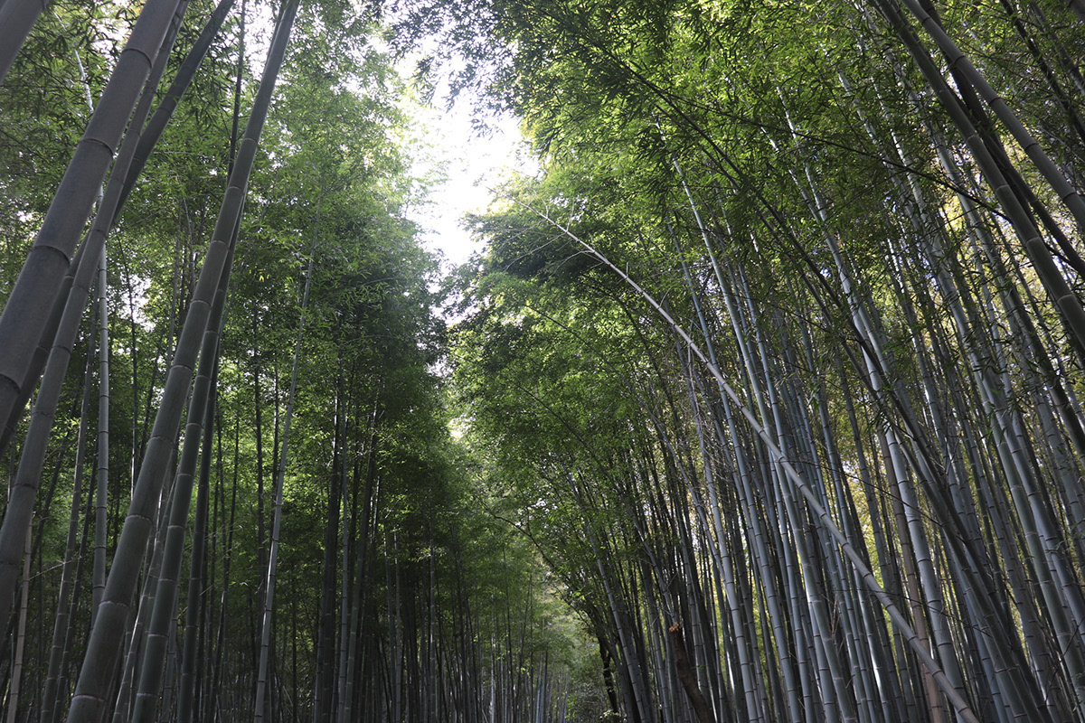 Kyoto