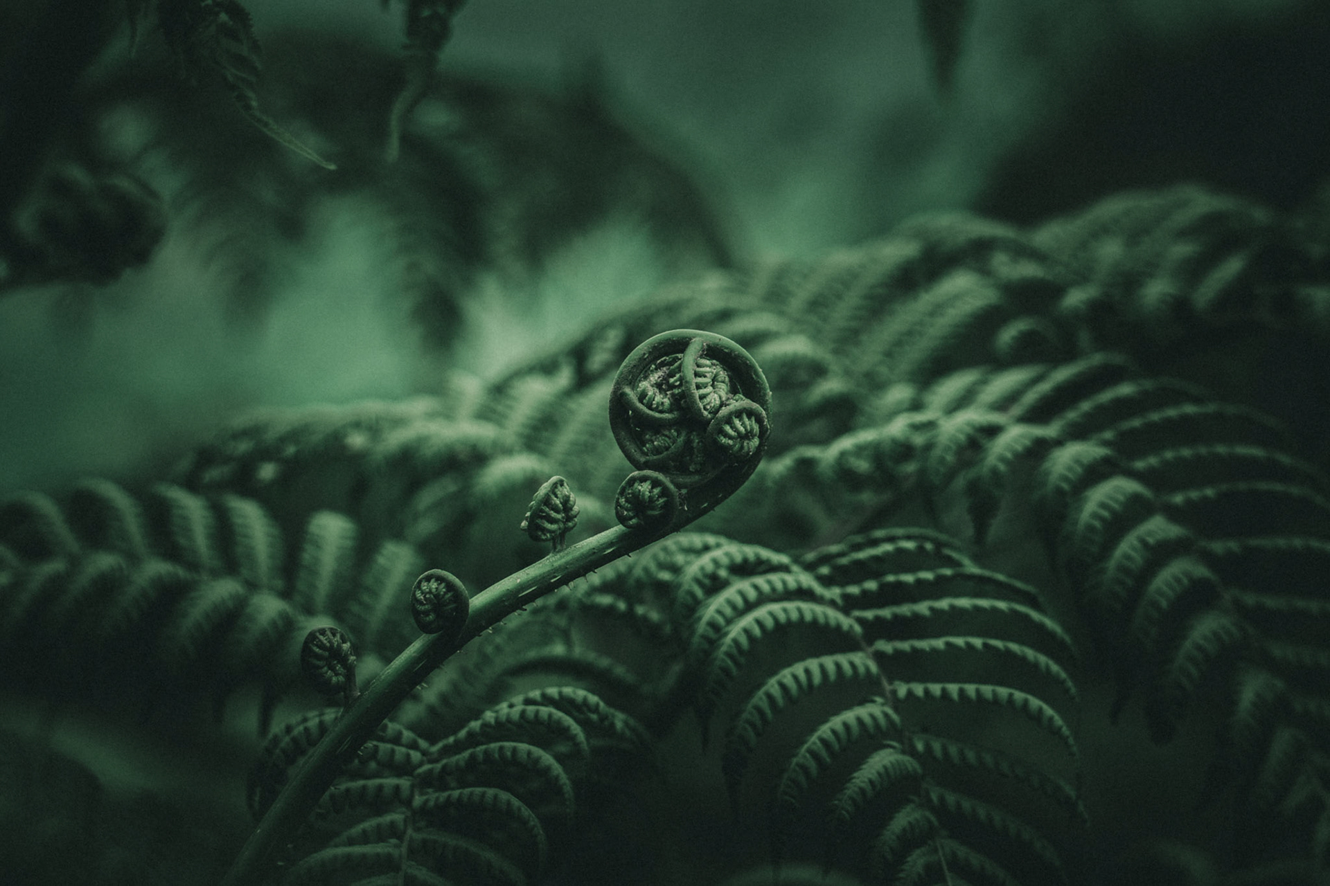 Morning modd from the perspective of a jungle inhabitant. In focus: a green fern spiral.