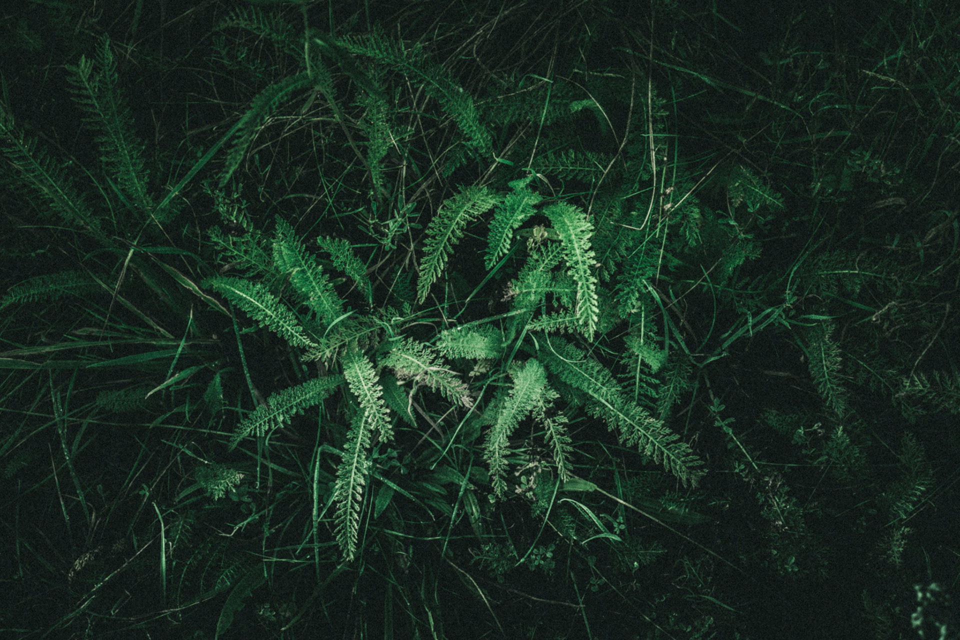 Green ferns on the floor. The nature have some beautiful colors.