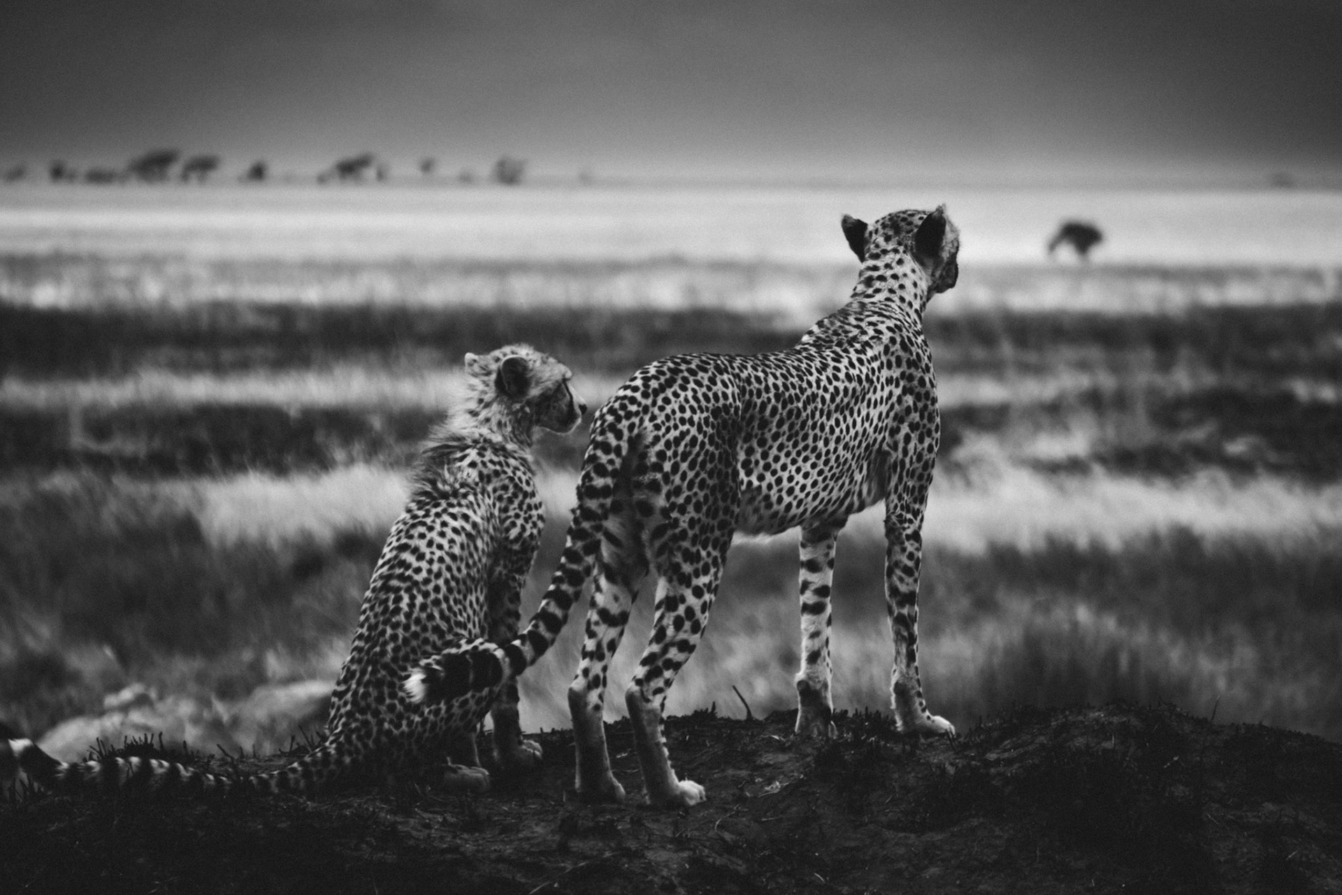 Mom, Tell Me About Life