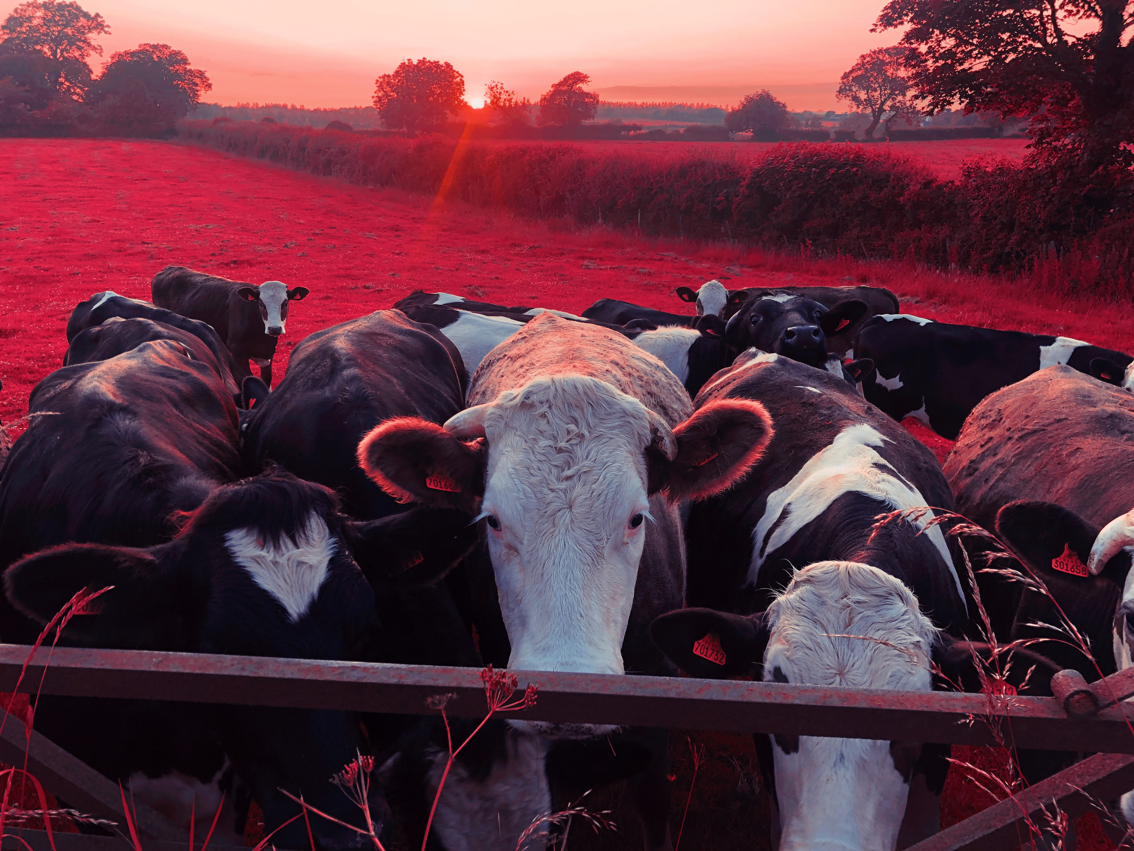 'The Locals'