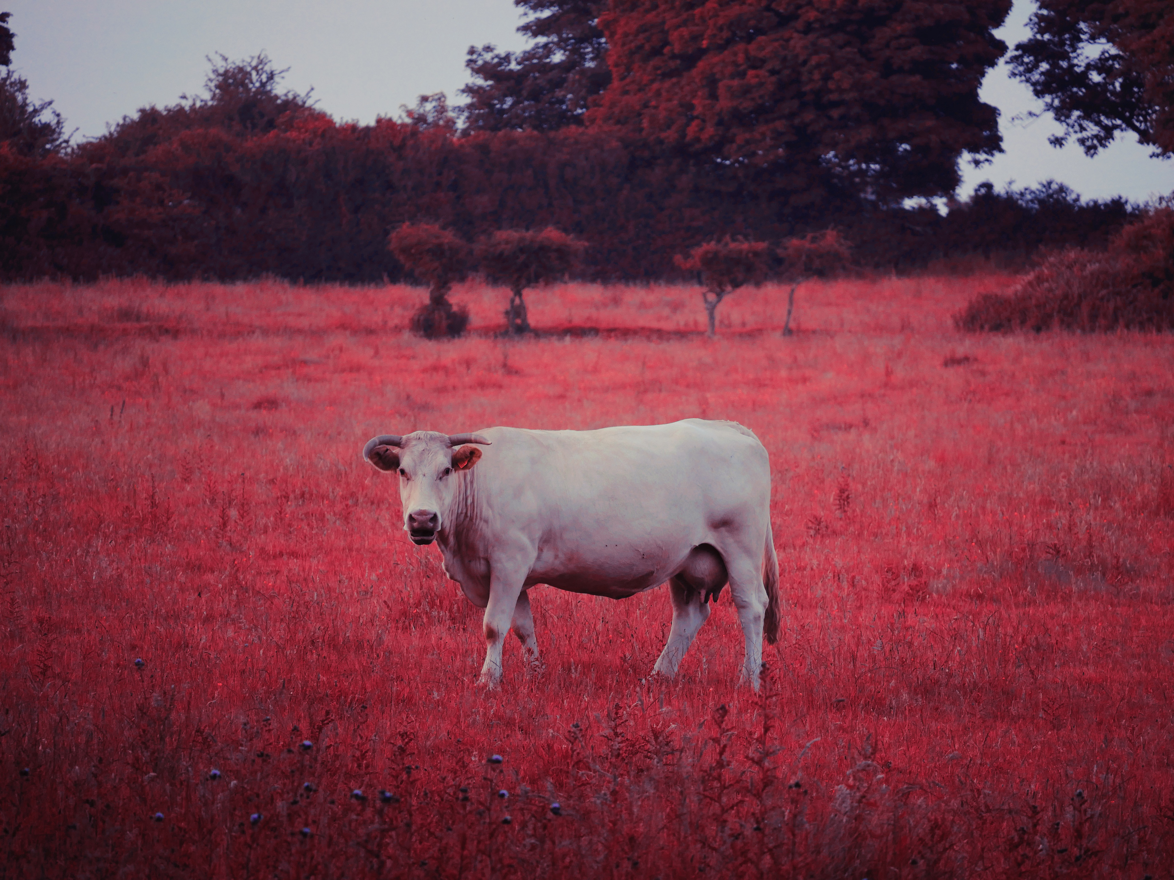 'The Martian Bull'
