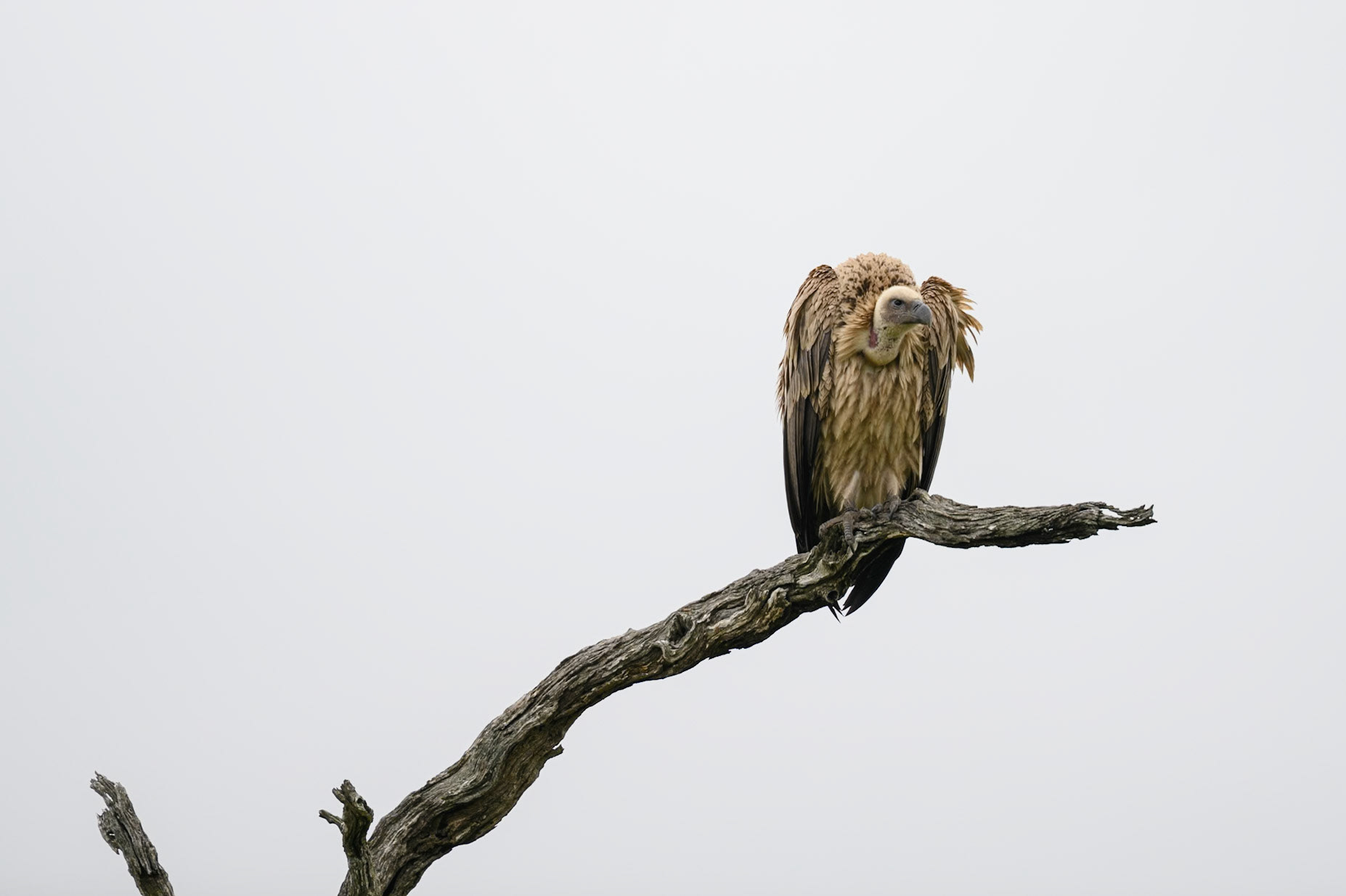 White-backed Vulture