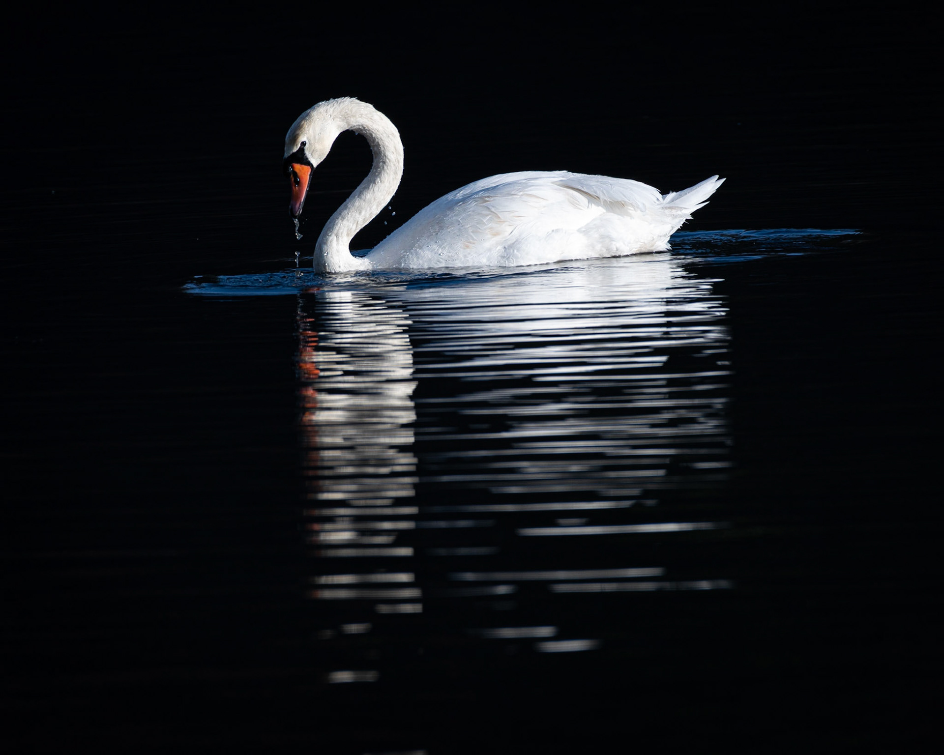 Mute Swan