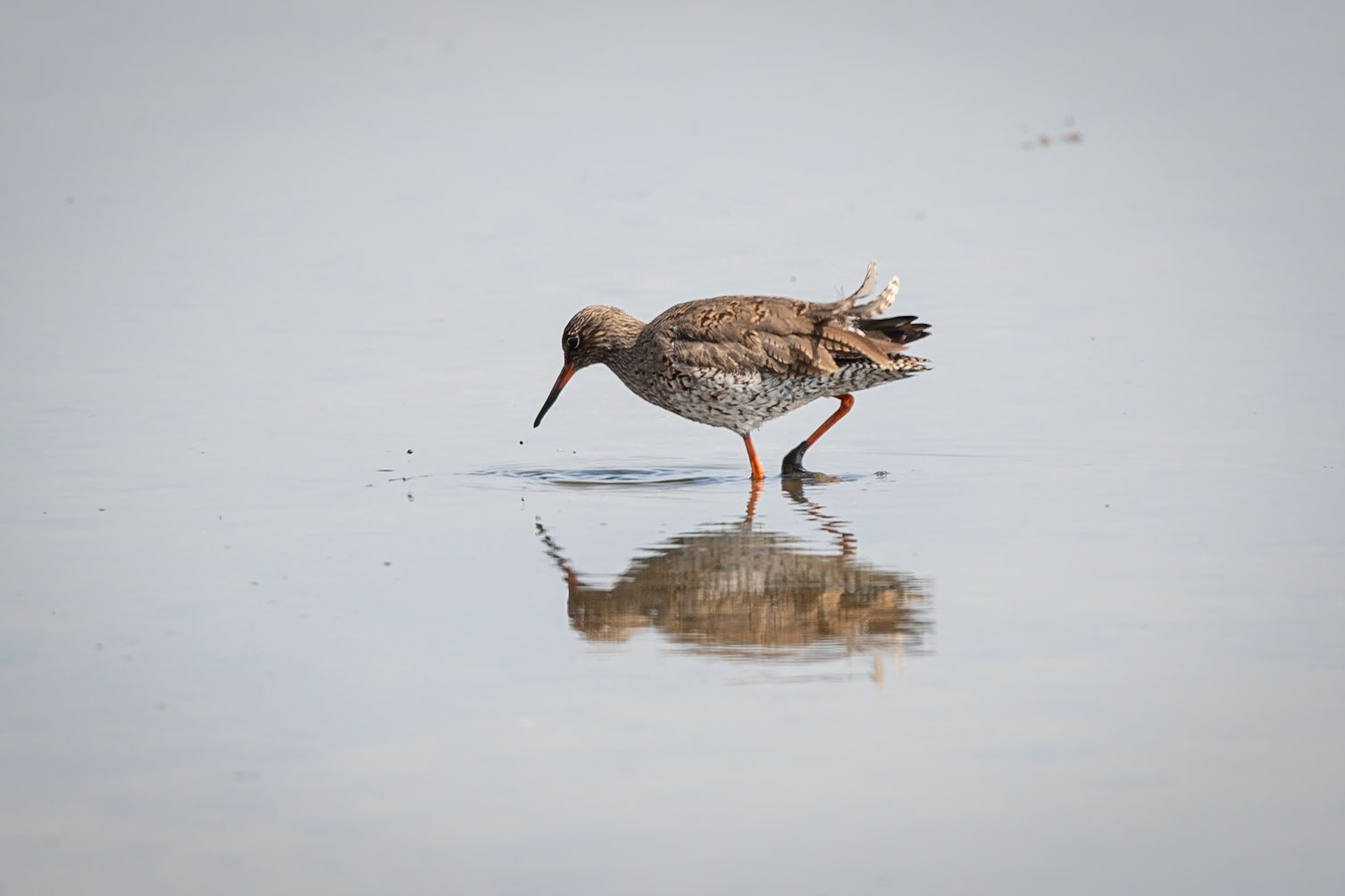 Redshank