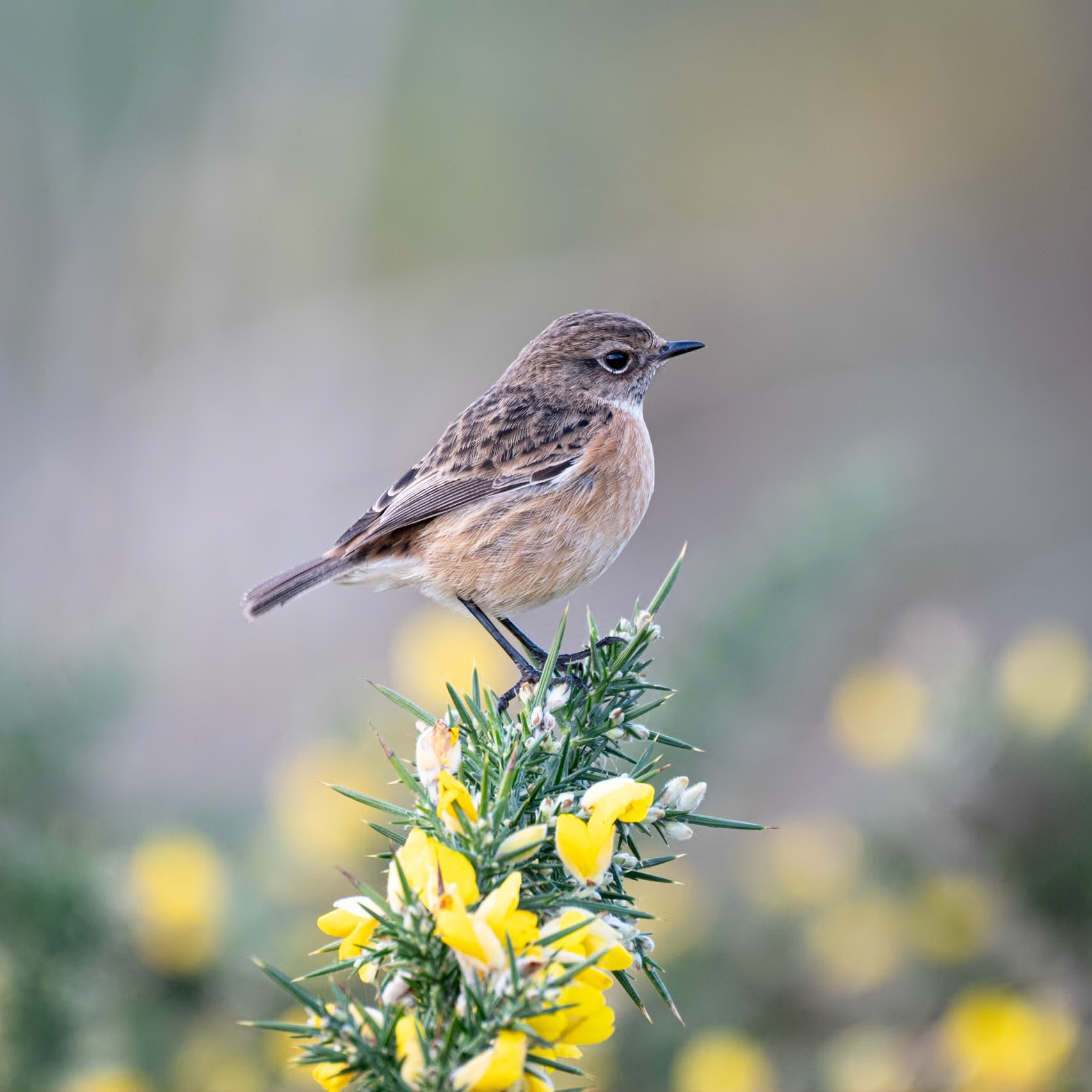 Stonechat