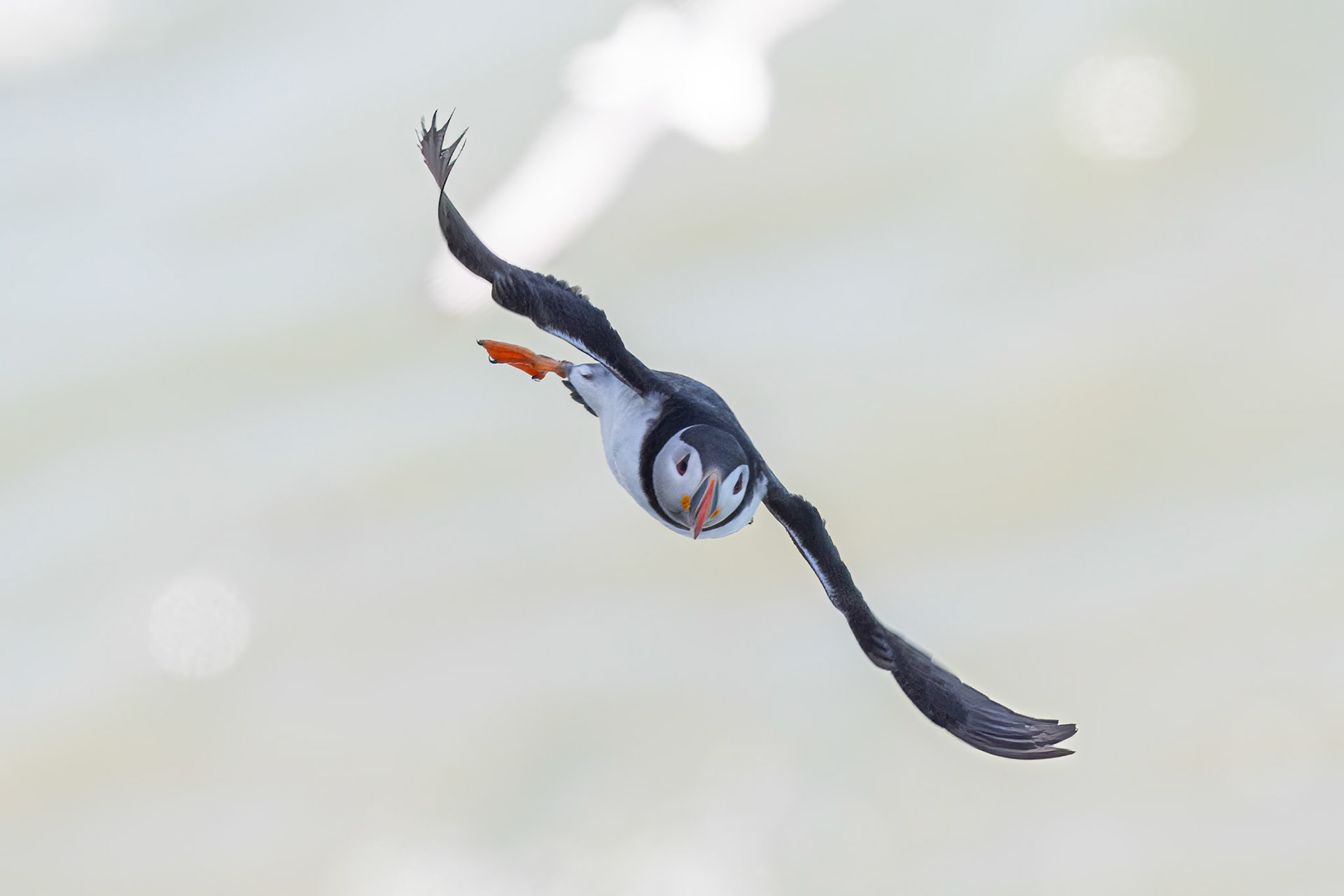 Puffin
