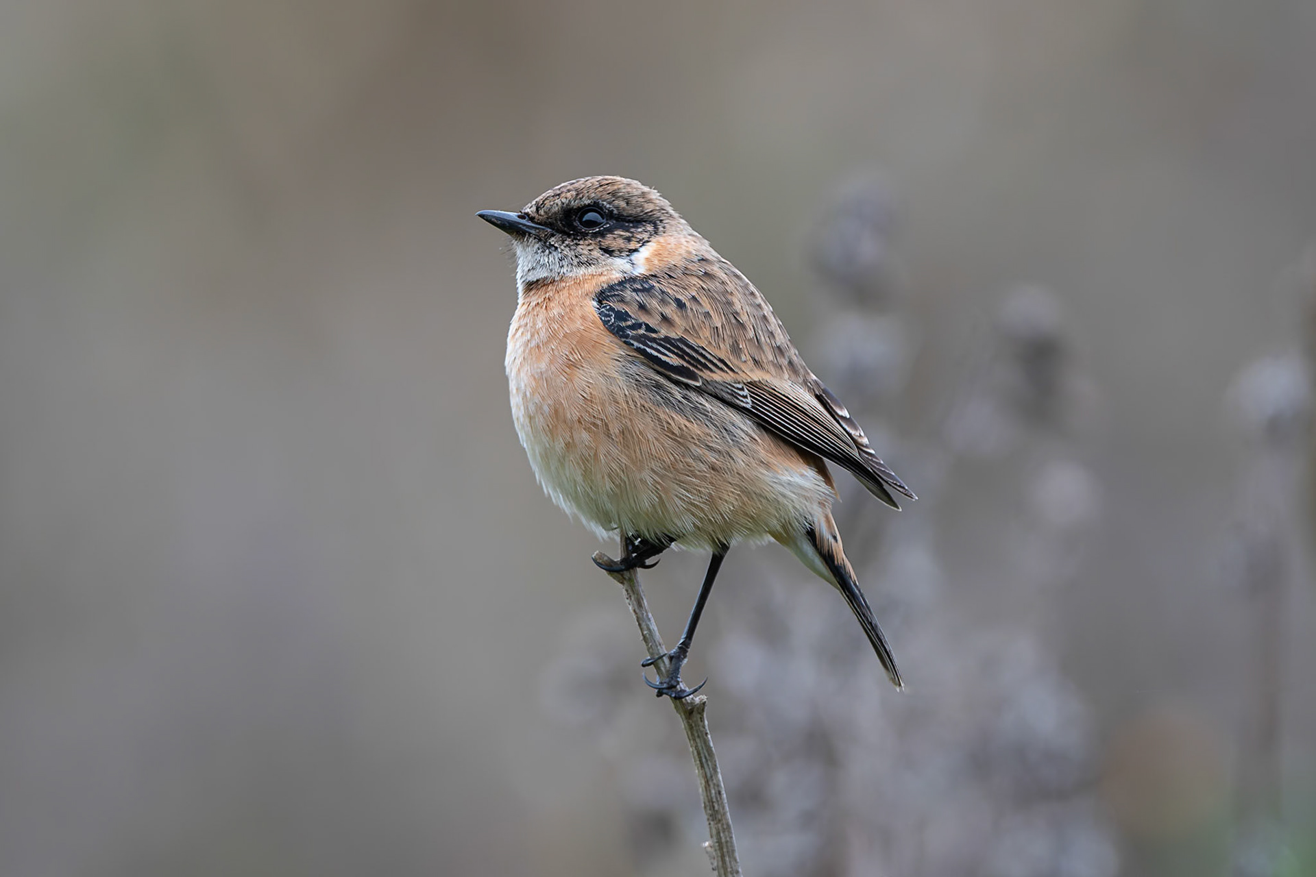 Stonechat
