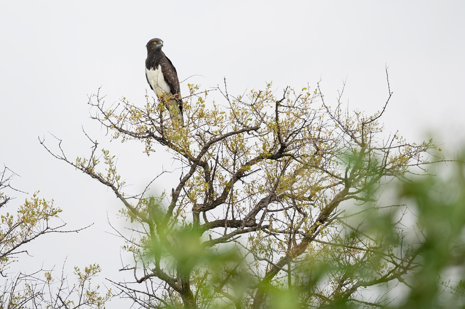 Martial Eagle