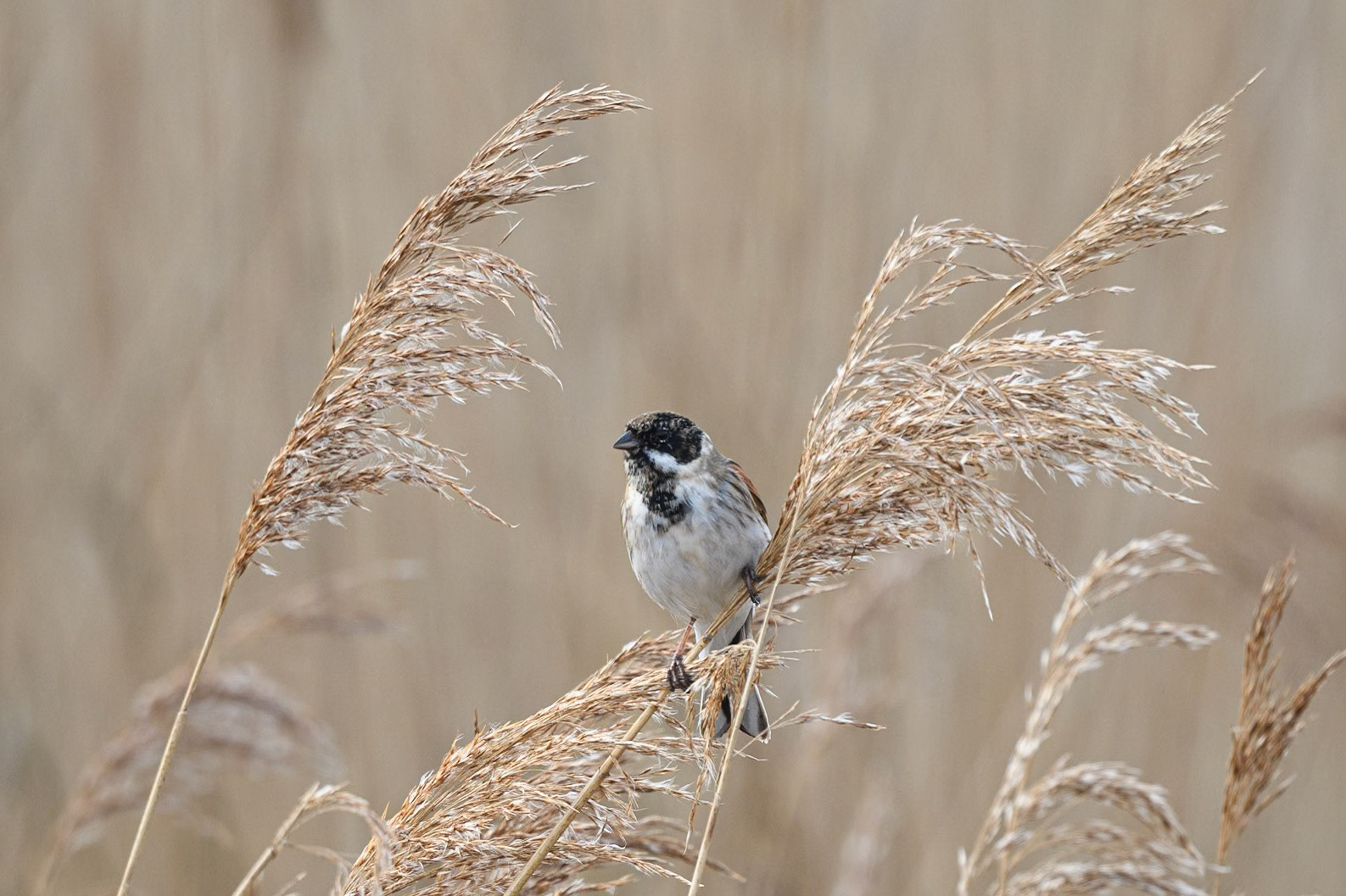 Reed Bunting