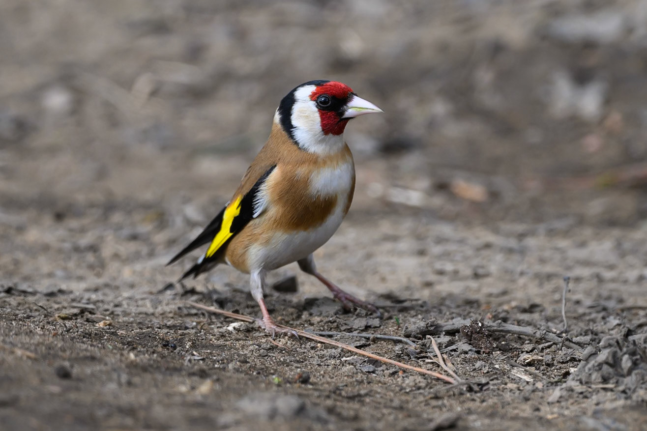 Goldfinch