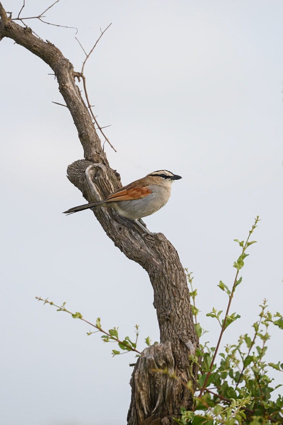Black-crowned Tchagra