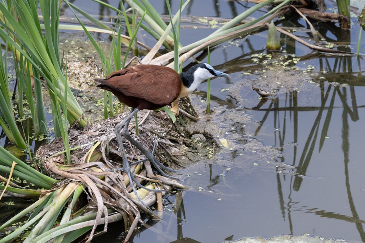 African Jacana