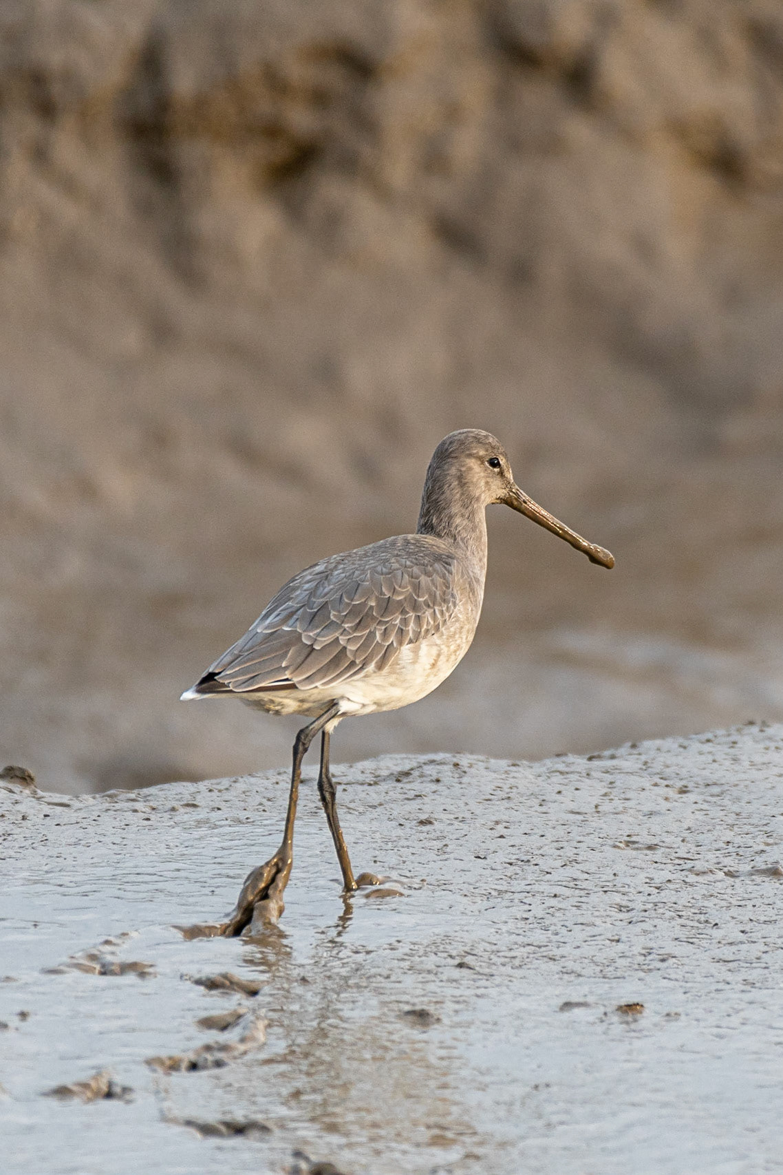 Black-tailed Godwit (winter plumage)