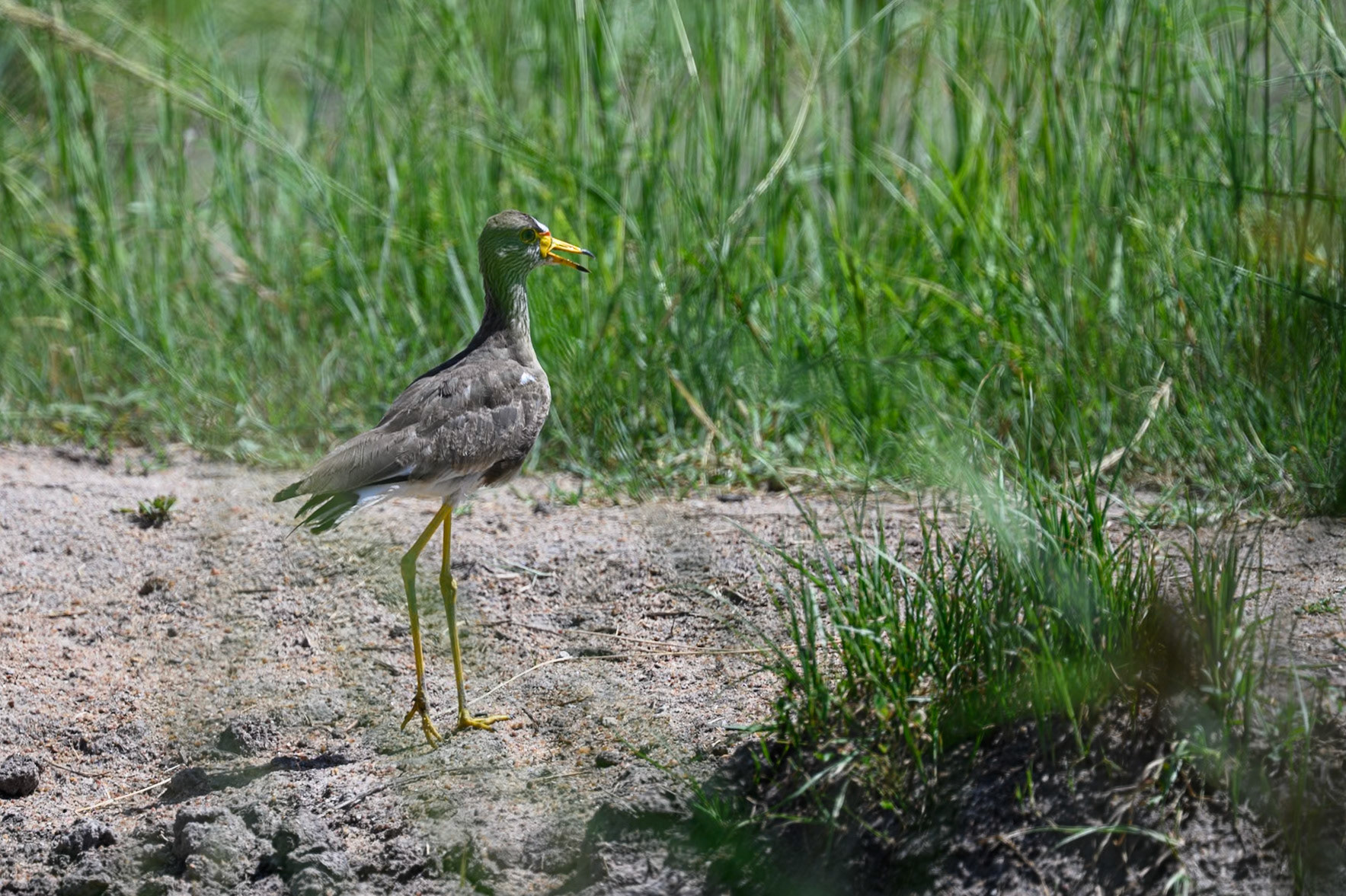 African Wattled Lapwing
