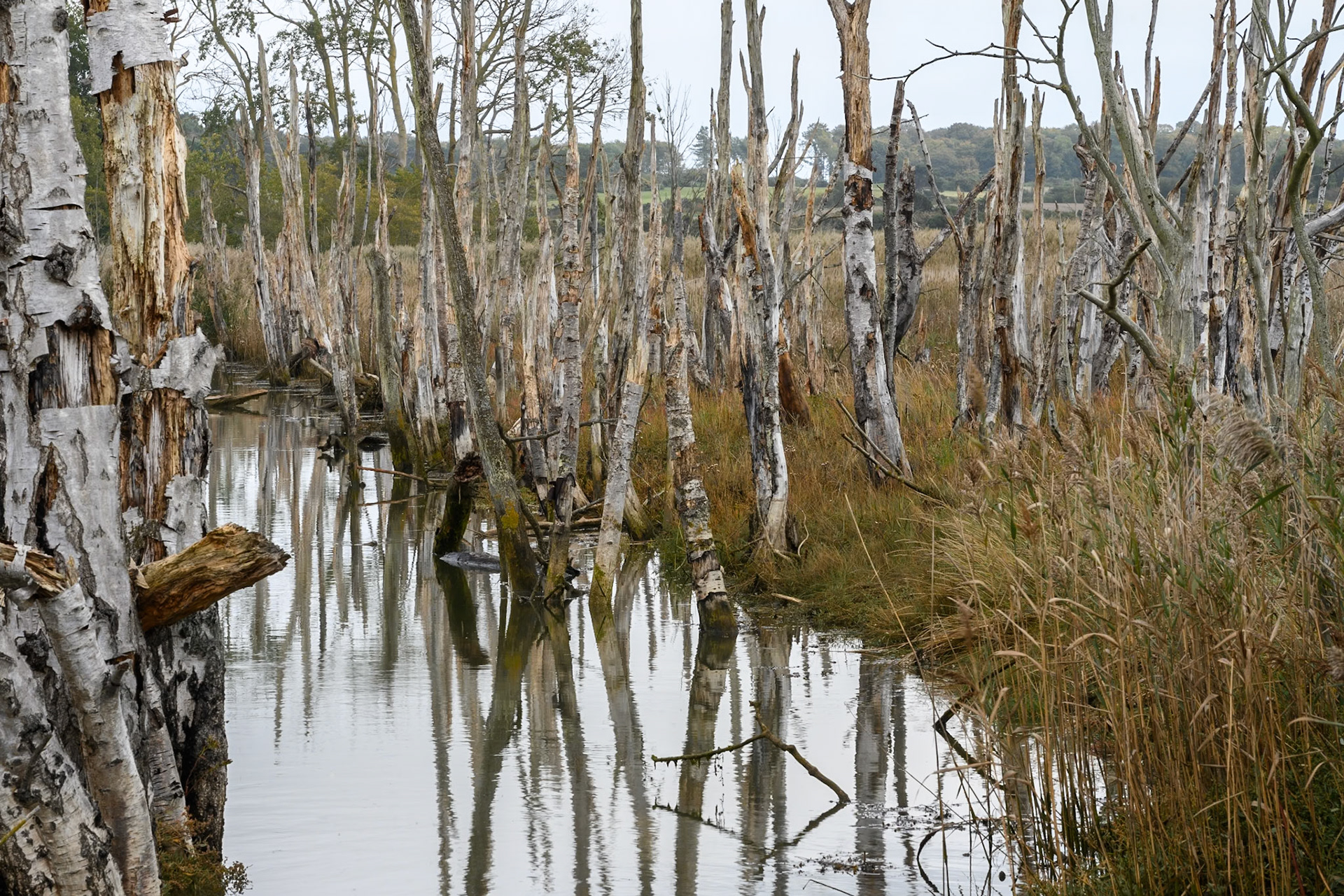 Sticks, Hazelwood Marshes